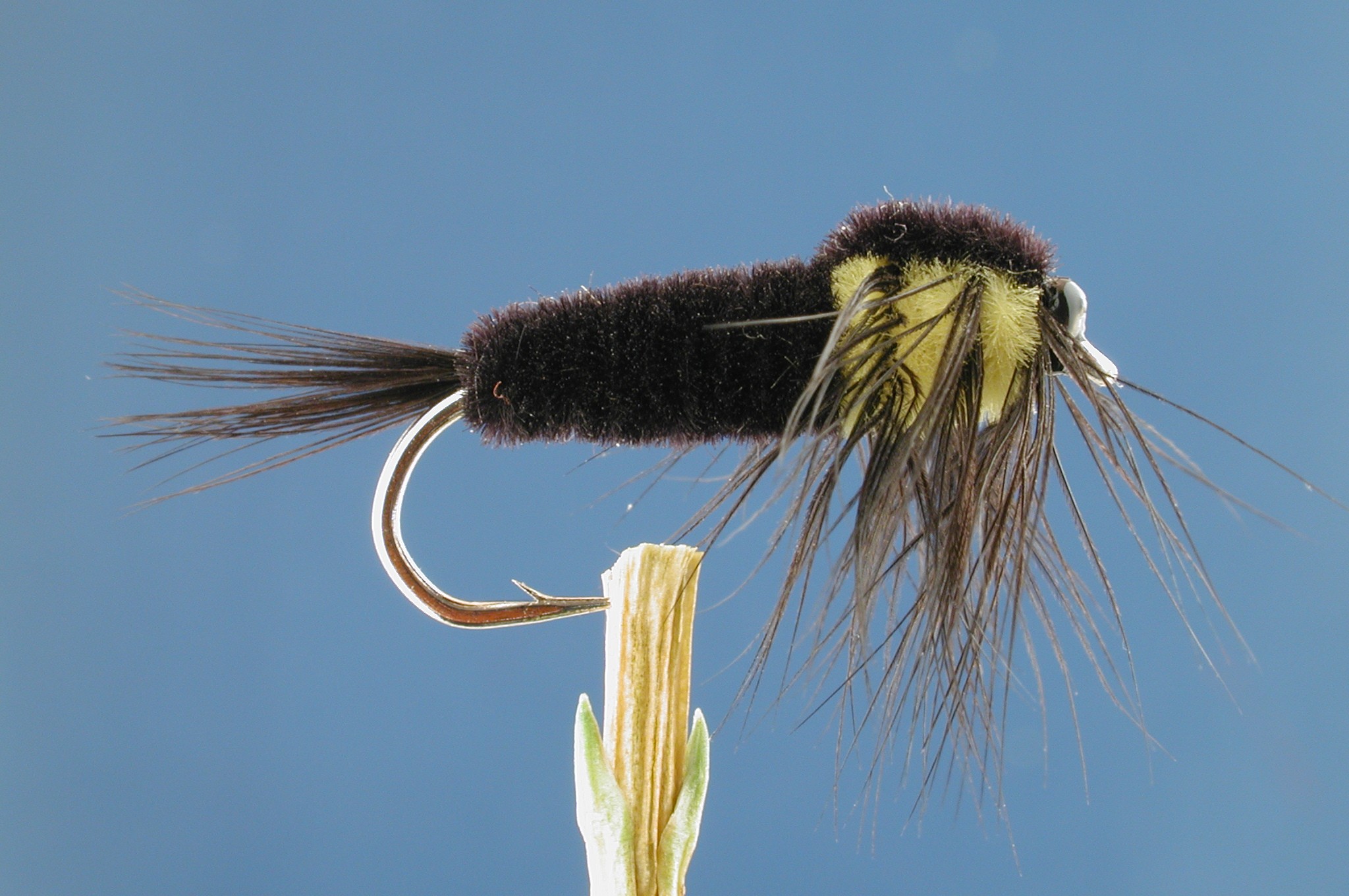 Montana Nymph