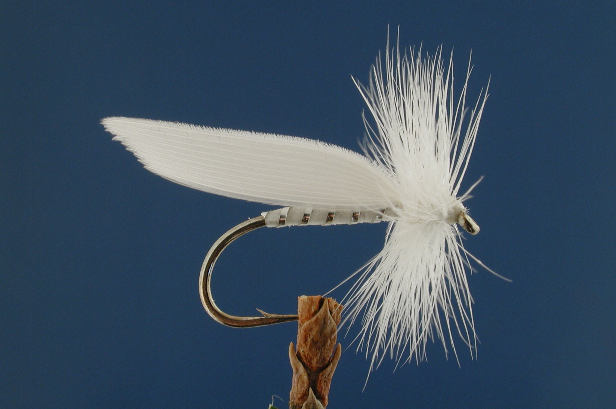 White Miller Sedge
