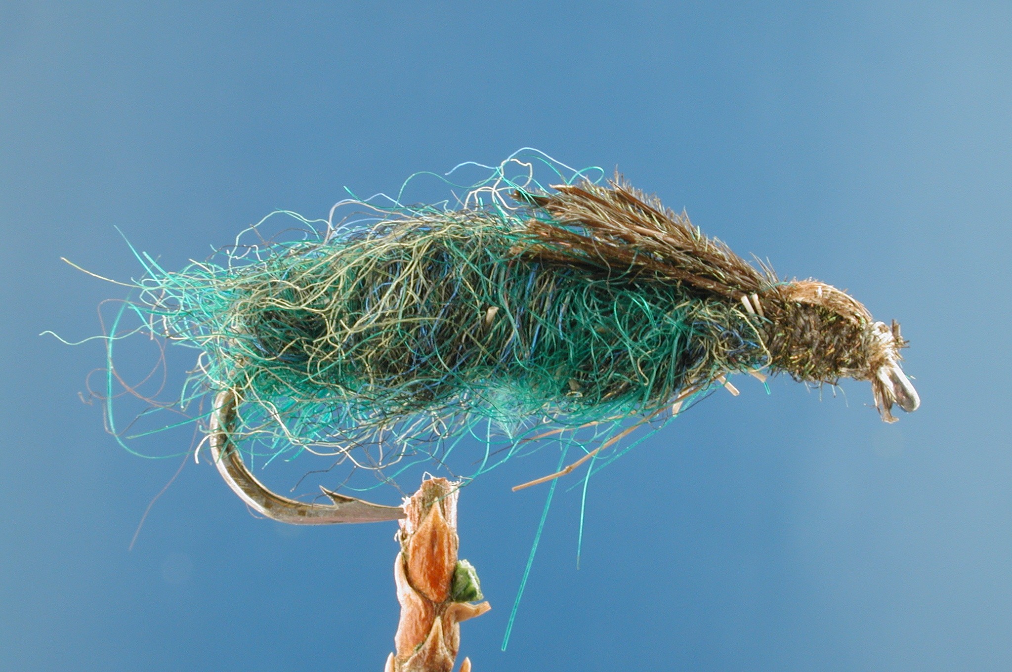 Doreen Sedge Pupa