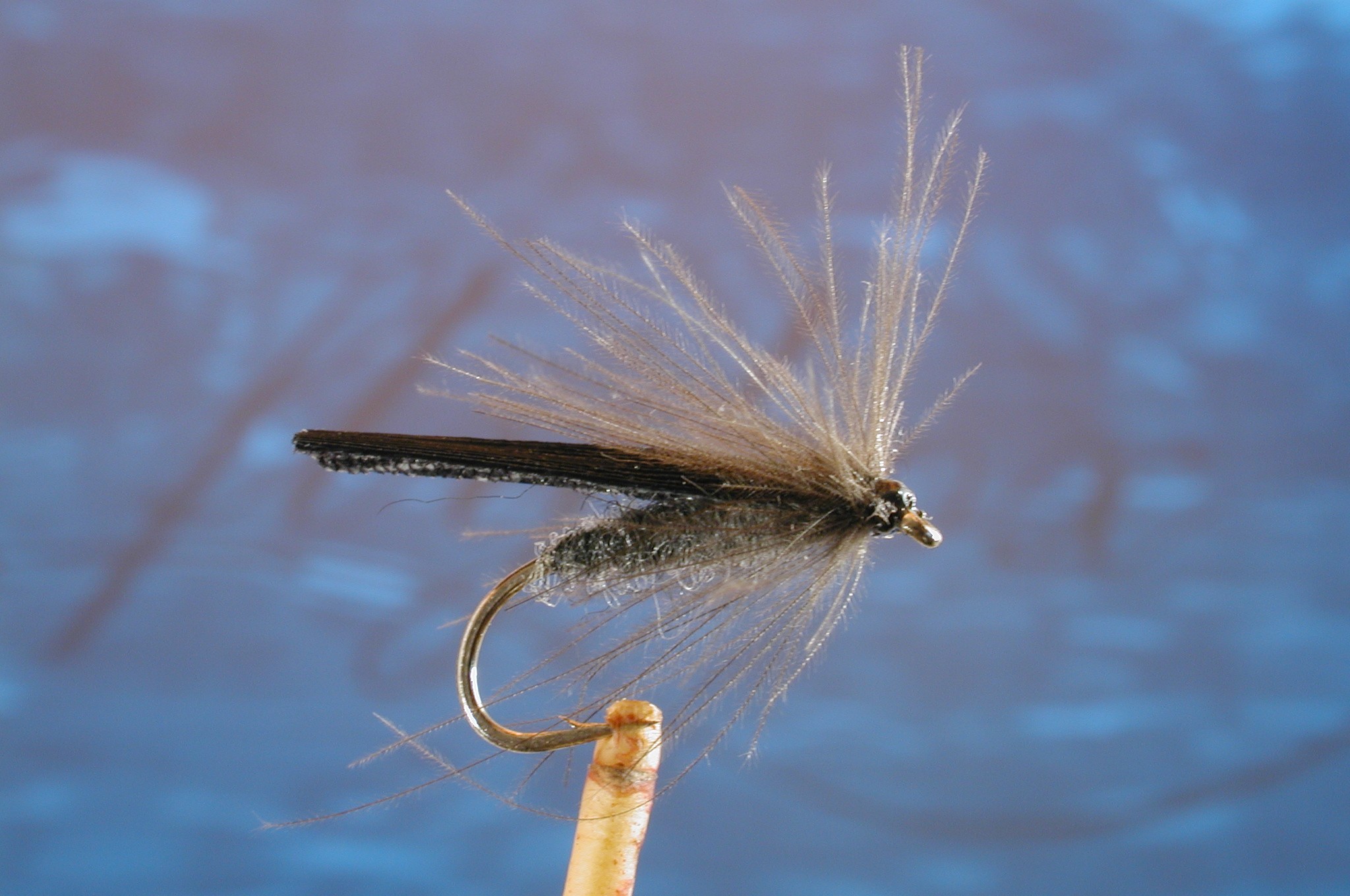 Dark Sedge