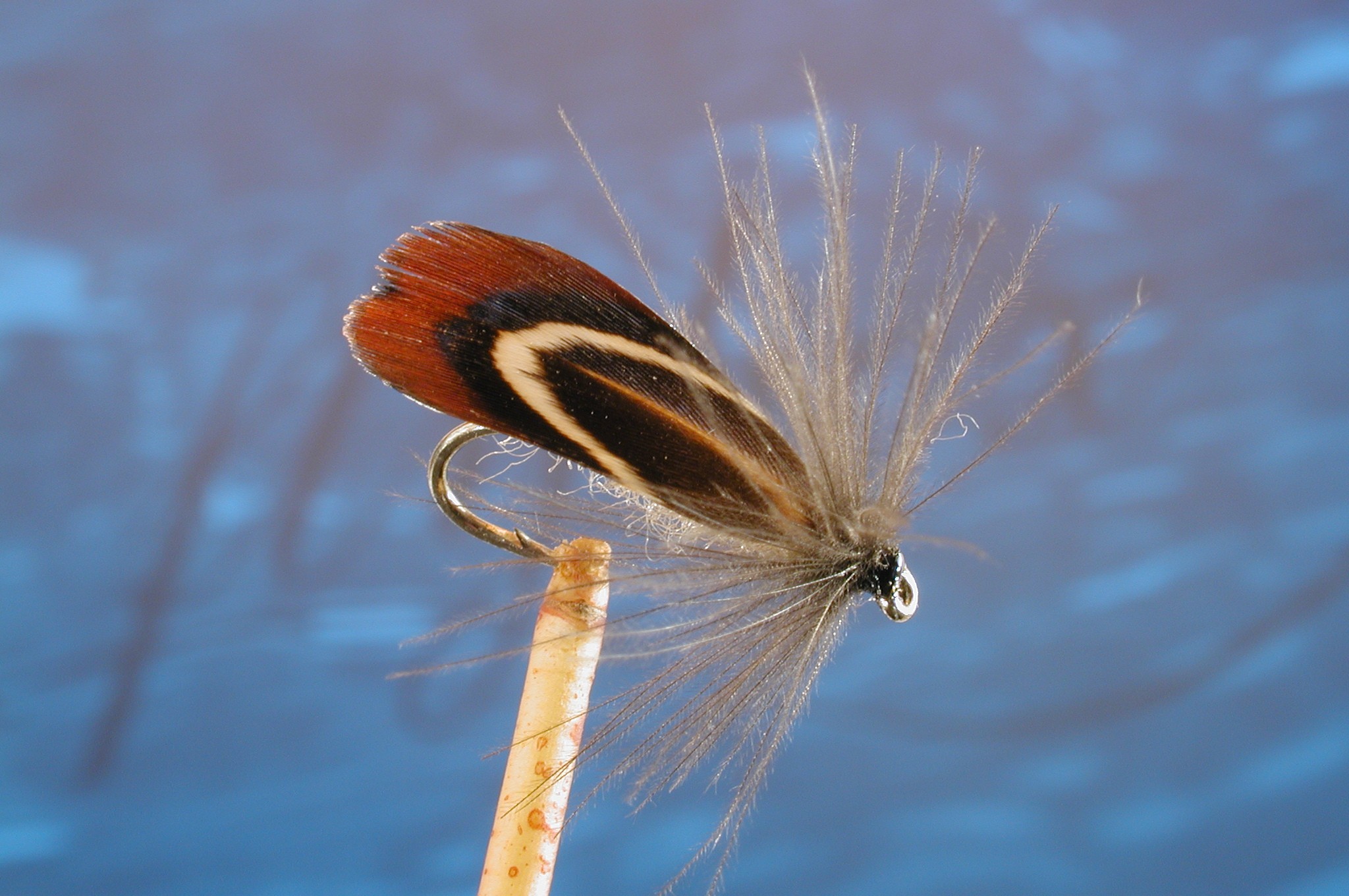 Pheasant Sedge
