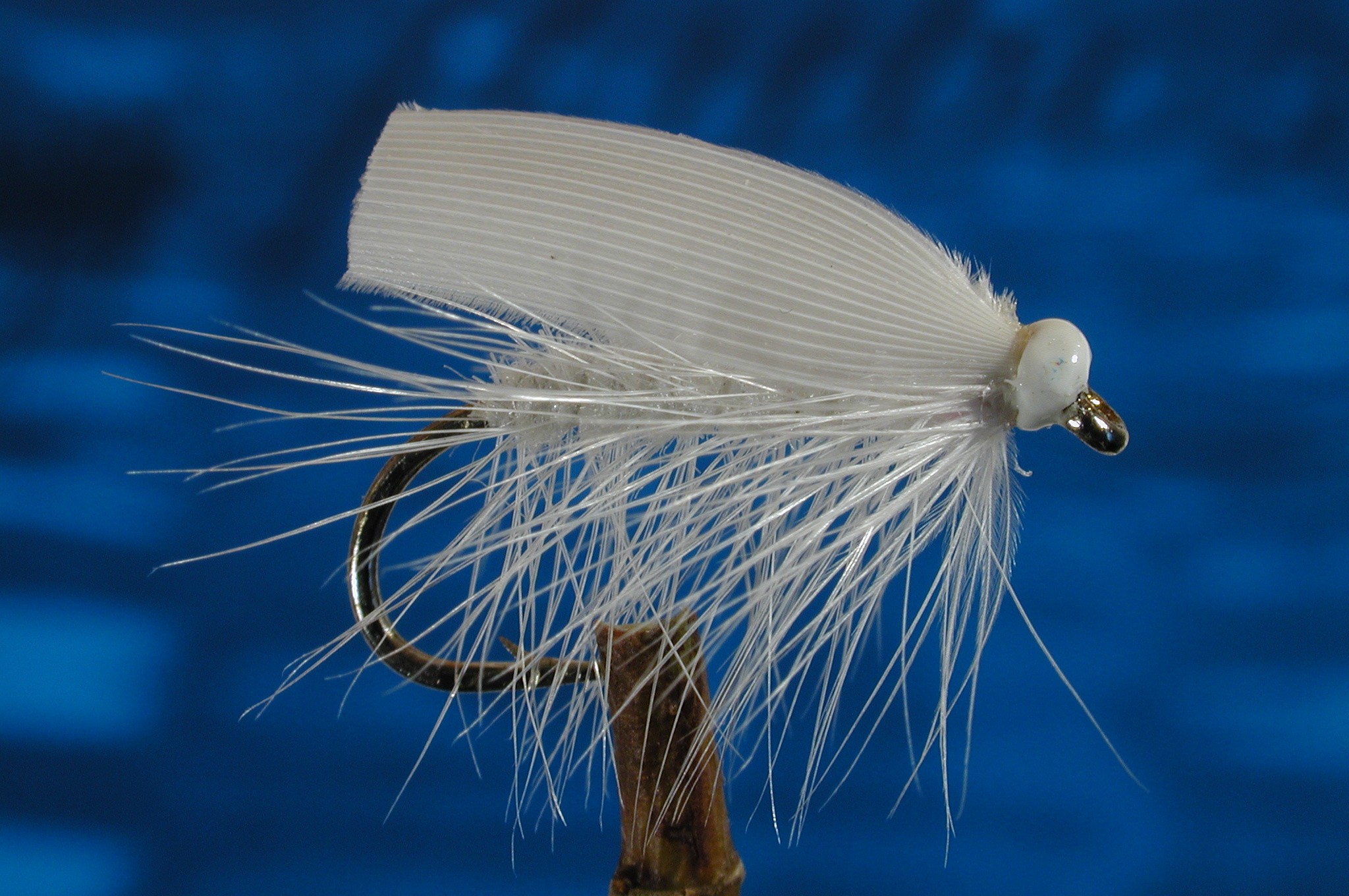 White Sedge