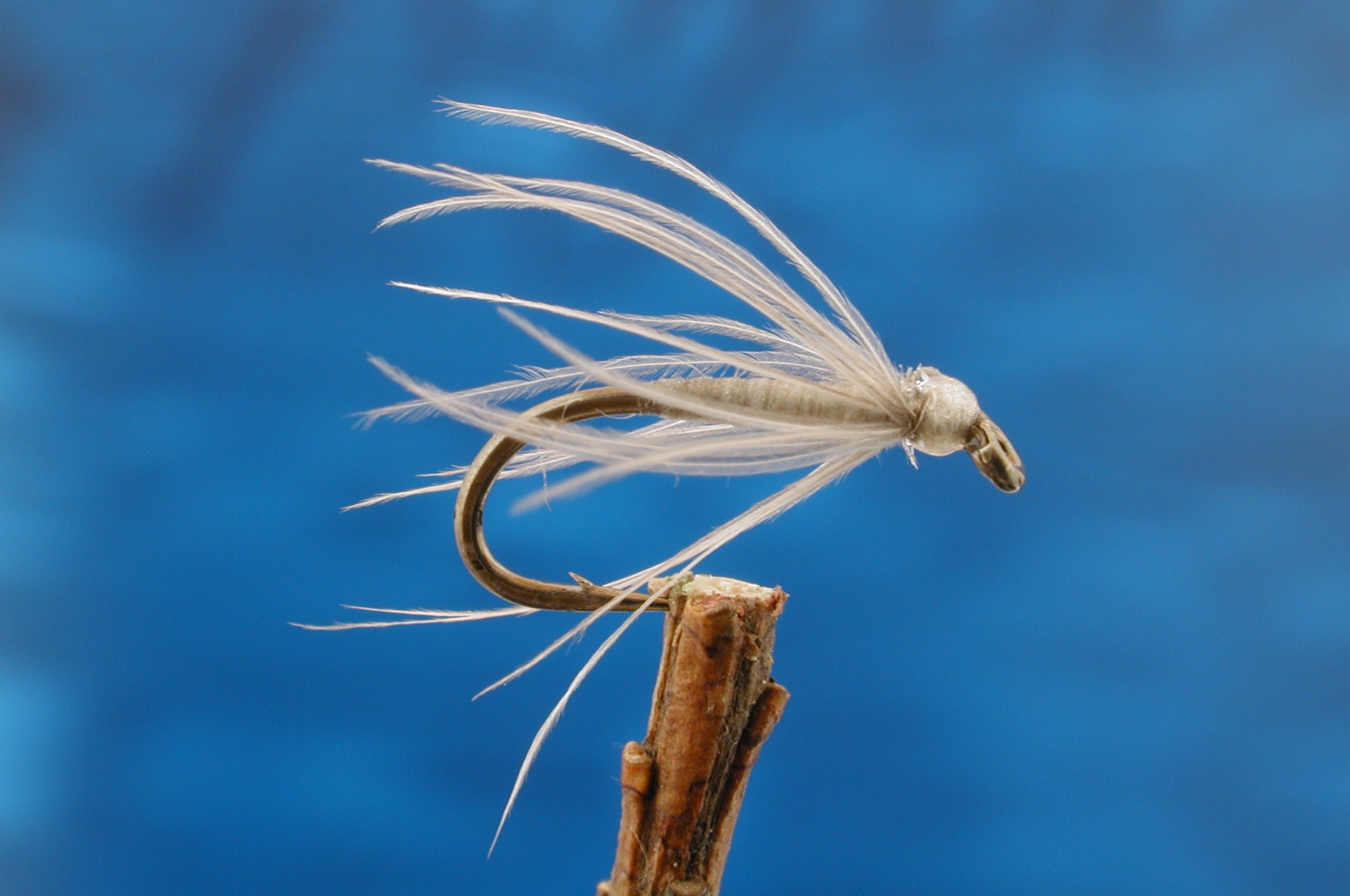 Starling Bloa