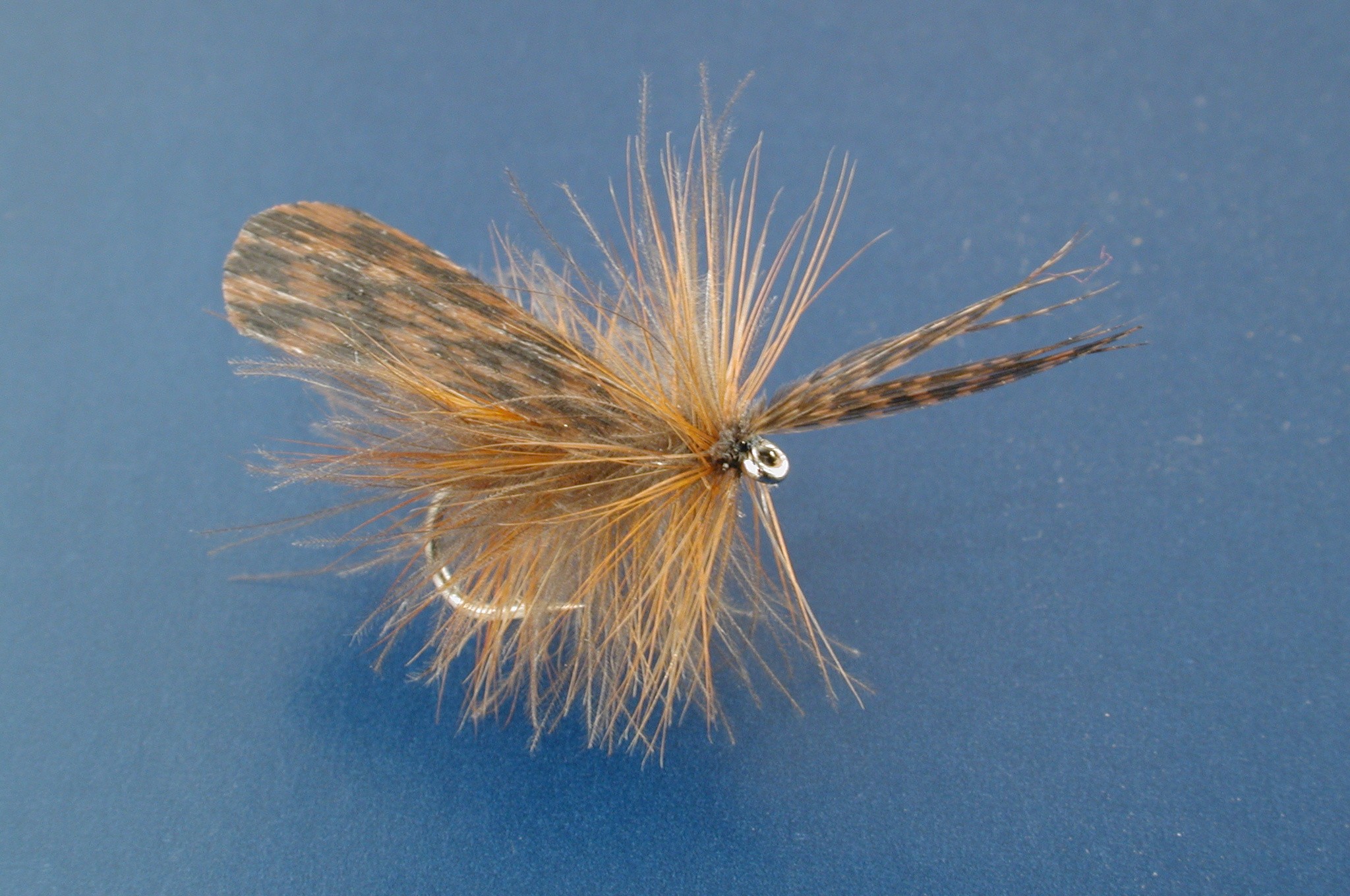 Palus Mottled Sedge