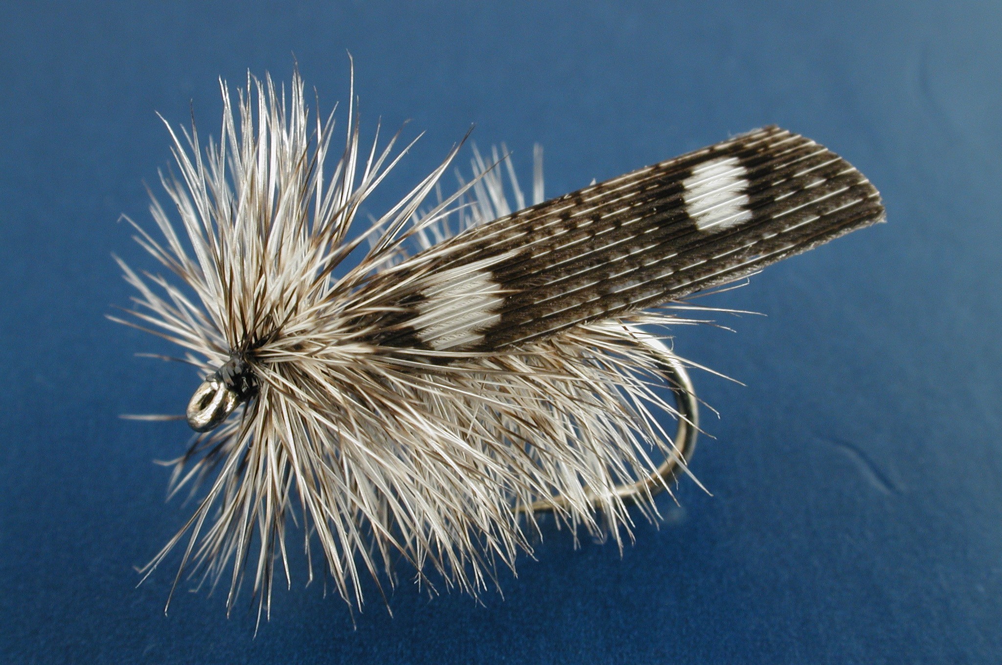 Guinea Fowl Sedge