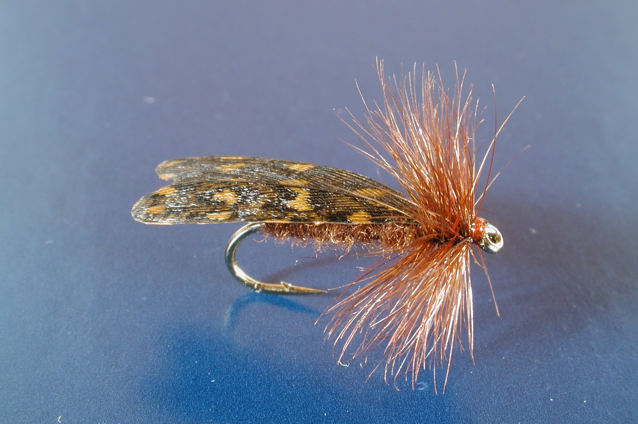 Dark Spotted Sedge