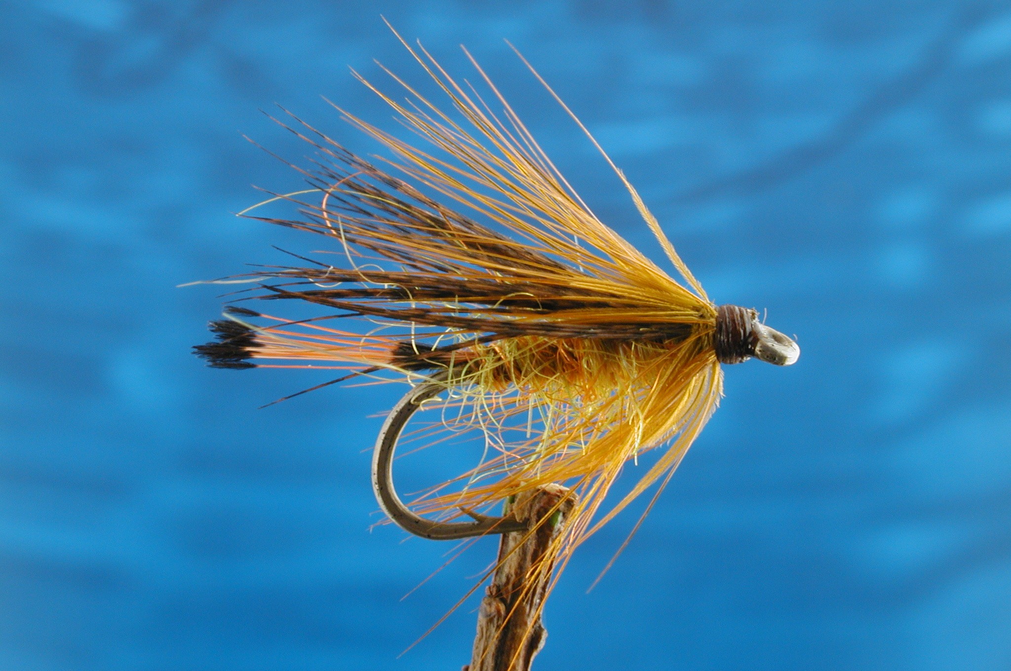 Orange Olive