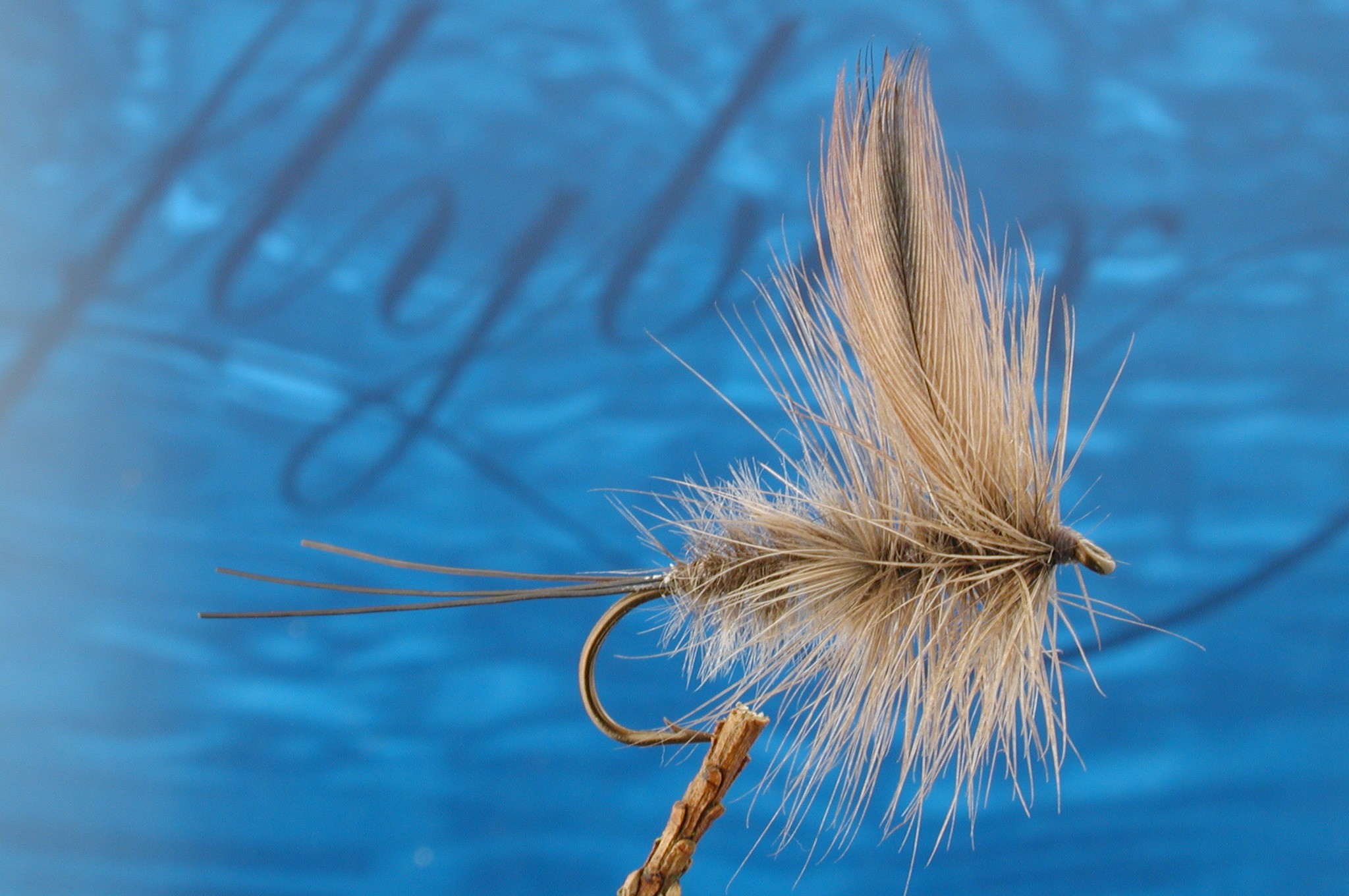 Rhone Mayfly