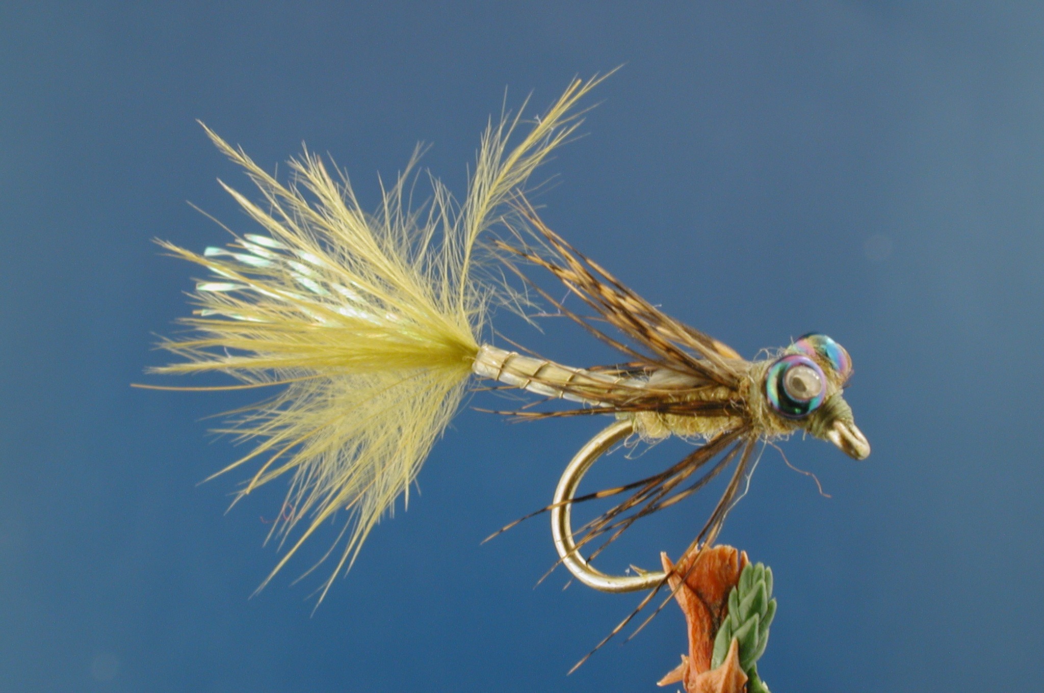 Canisla Damsel