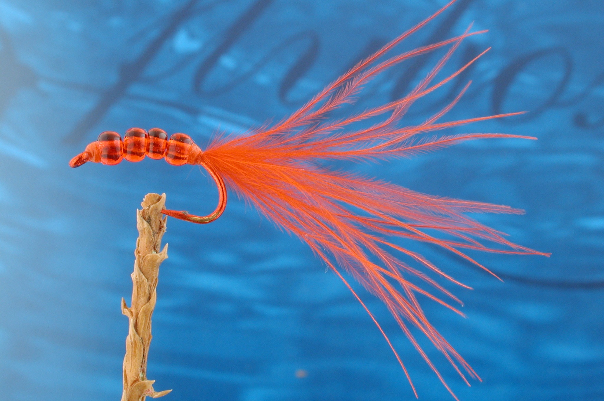 Beady Bloodworm