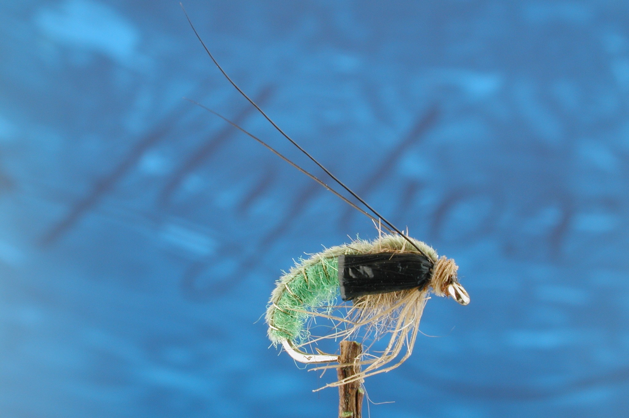 Rhyacophila Pupa