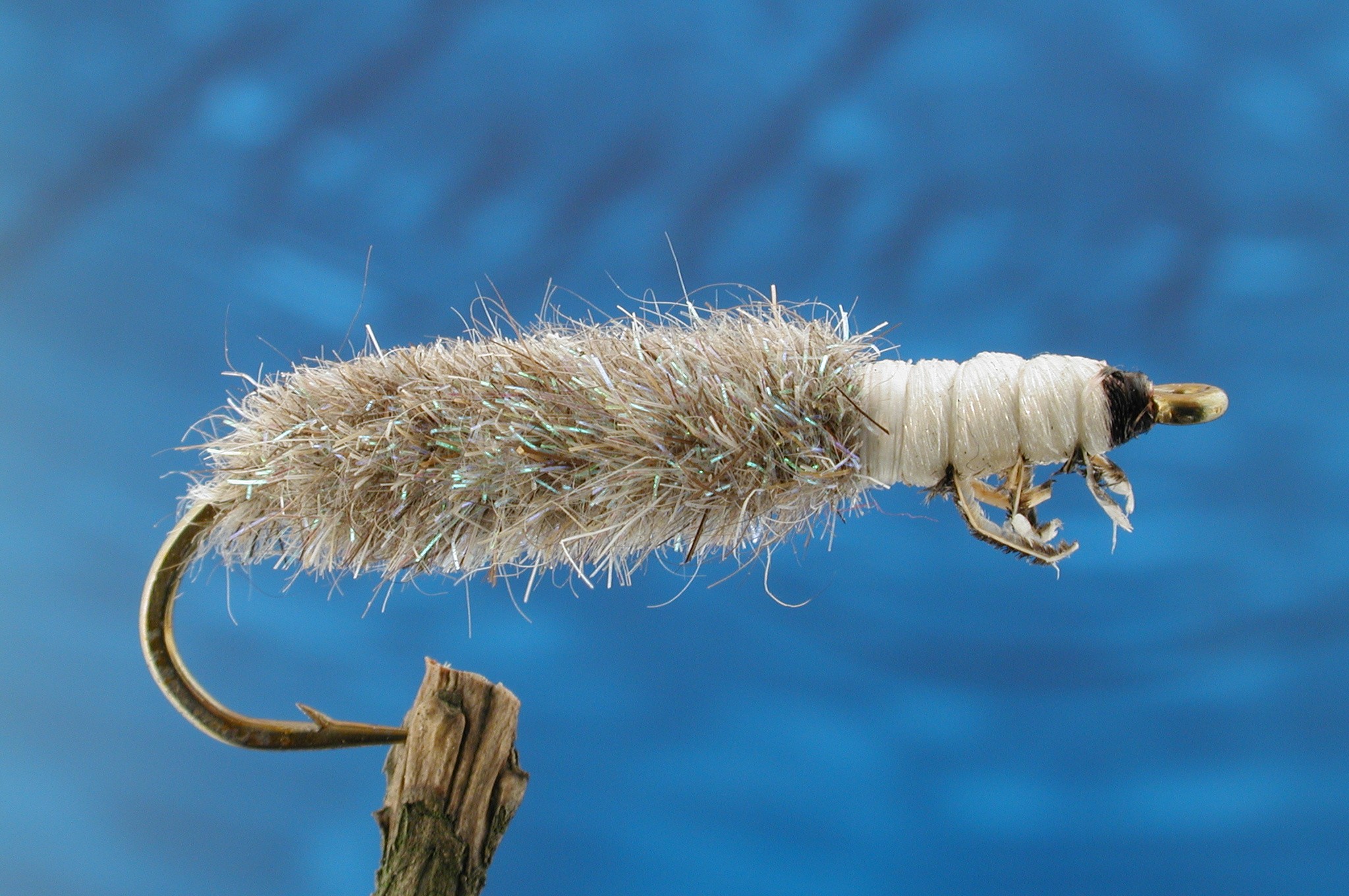 Peeping Caddis