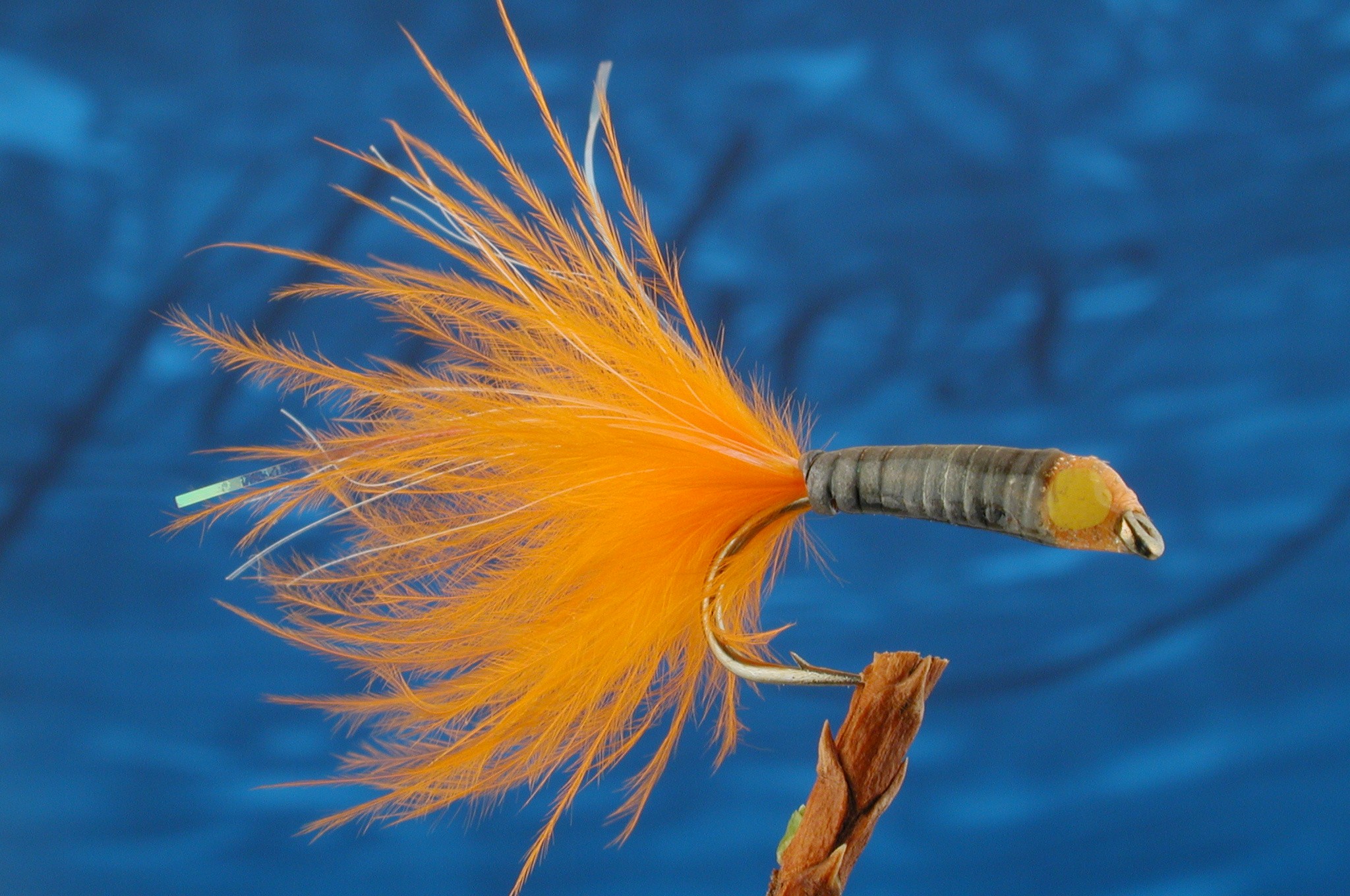 Eyed Stalking Bug Orange