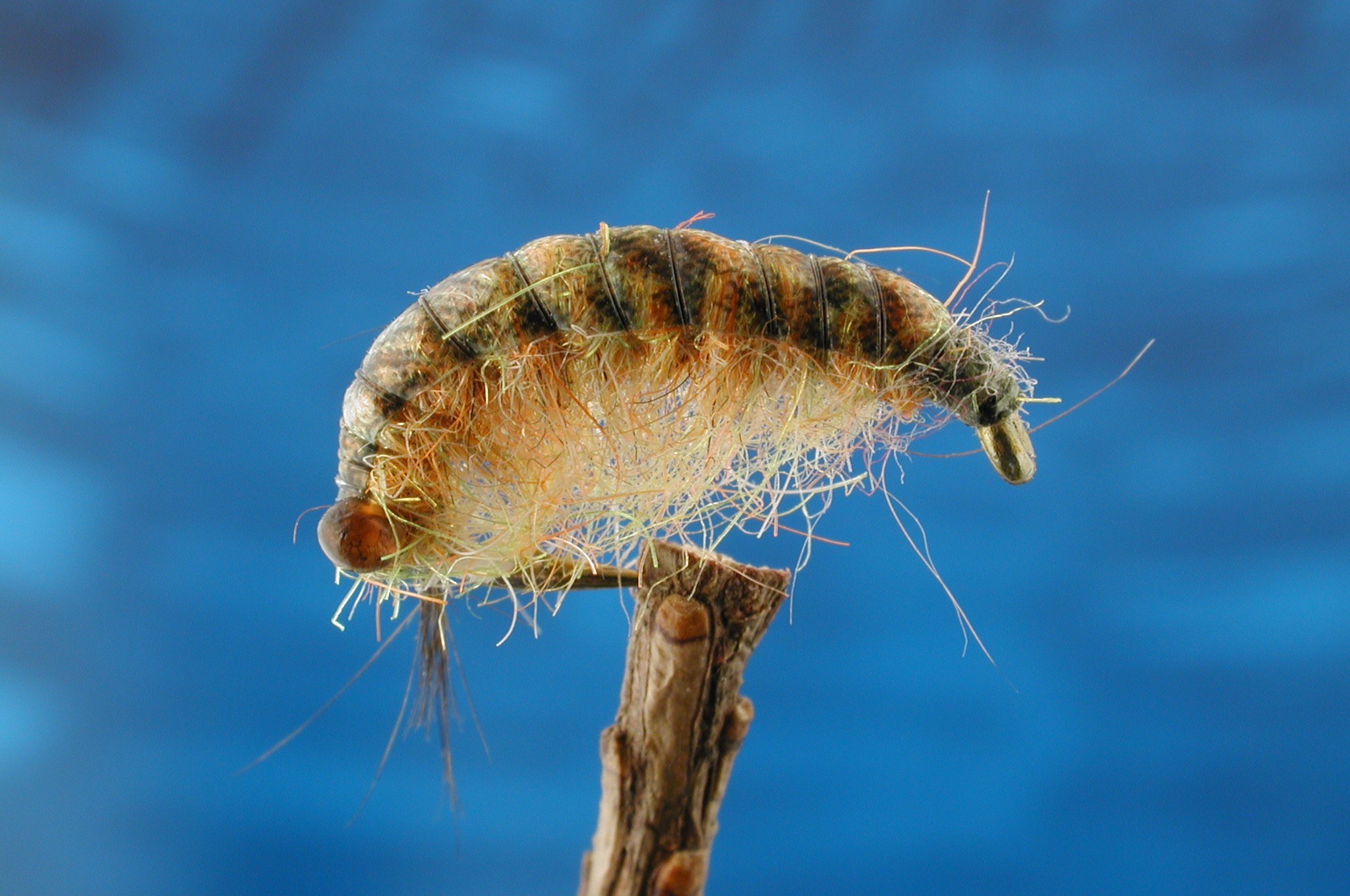 Sparkle Shrimp