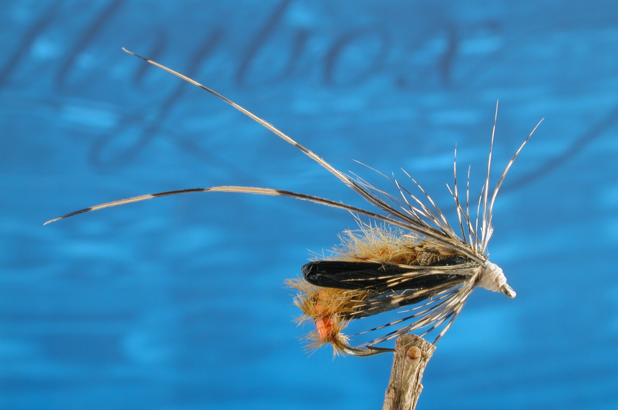 Elite Sedge Pupa