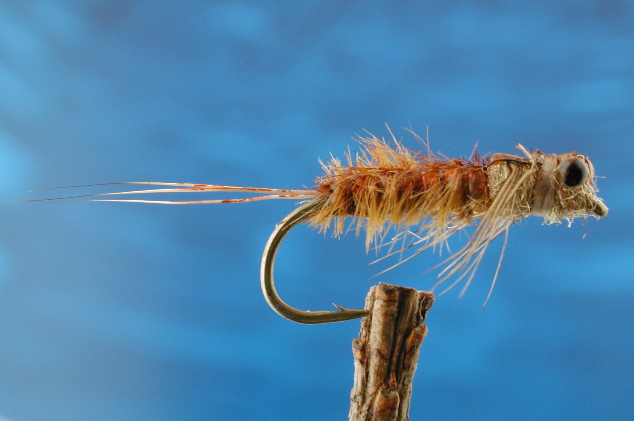 Heptagenid Nymph
