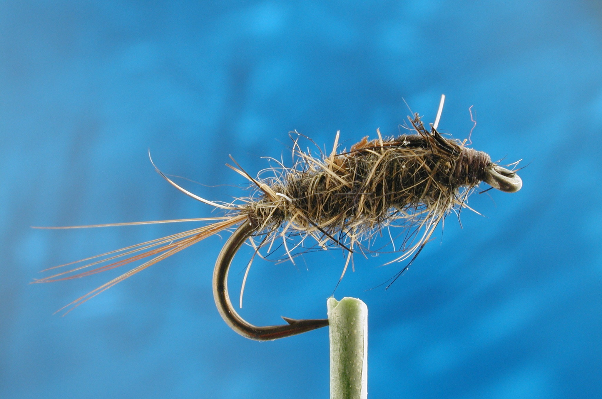 Hares Ear Variant