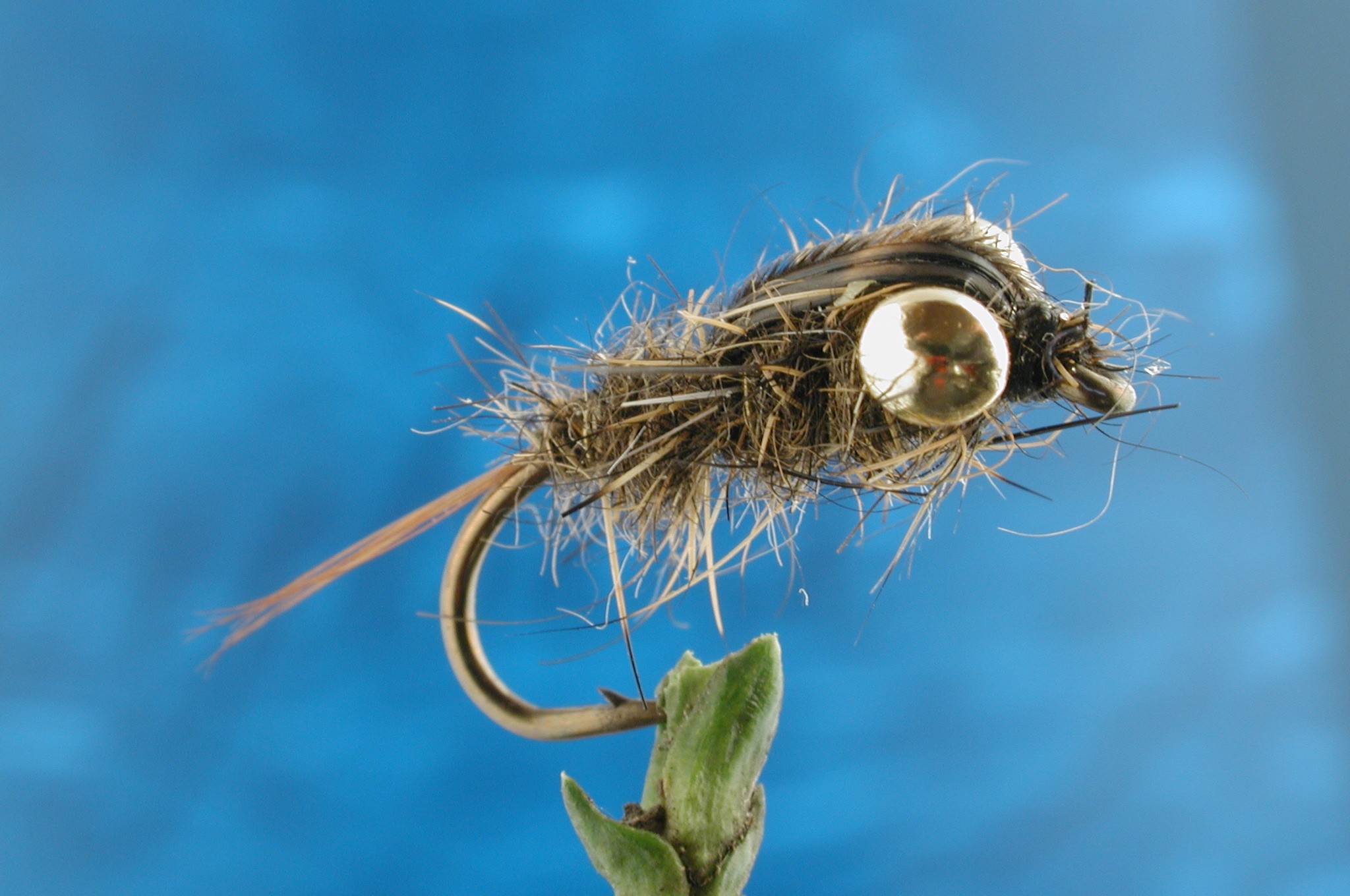 Gold  Eye Hares Ear