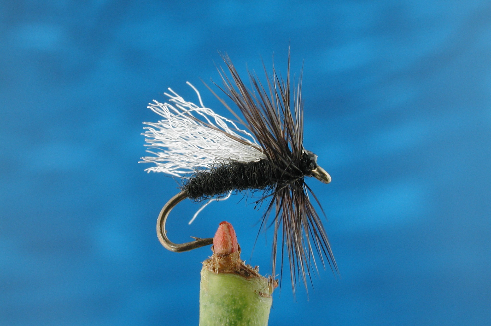 Black Gnat