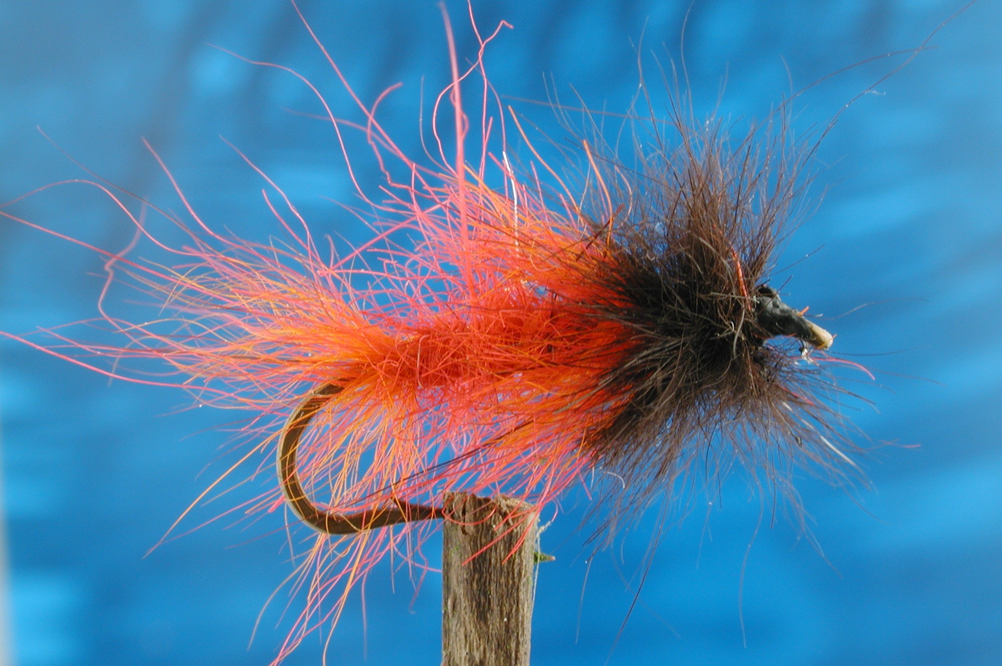 Hairy Blood Worm