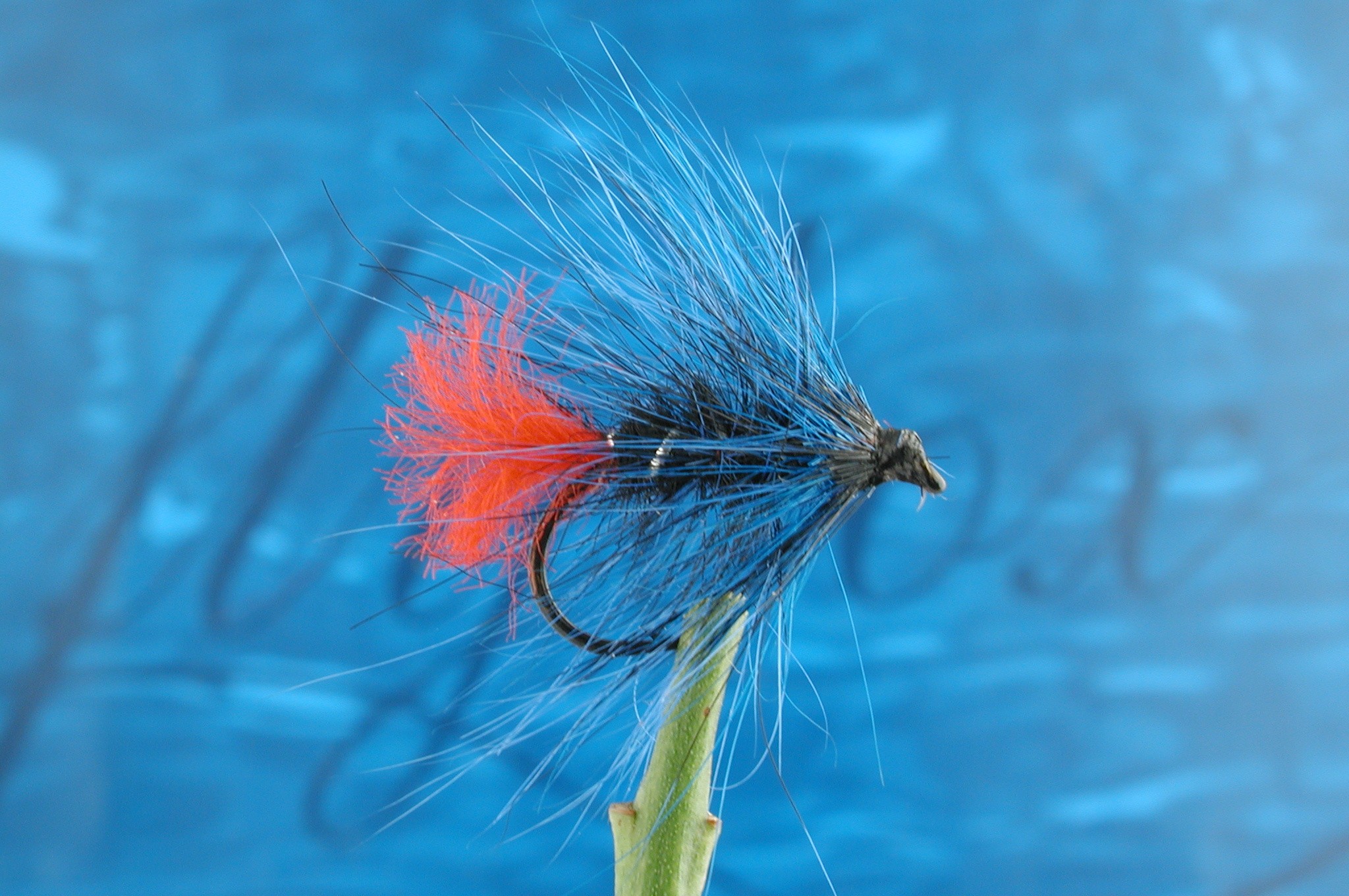 Hairy Blue Zulu