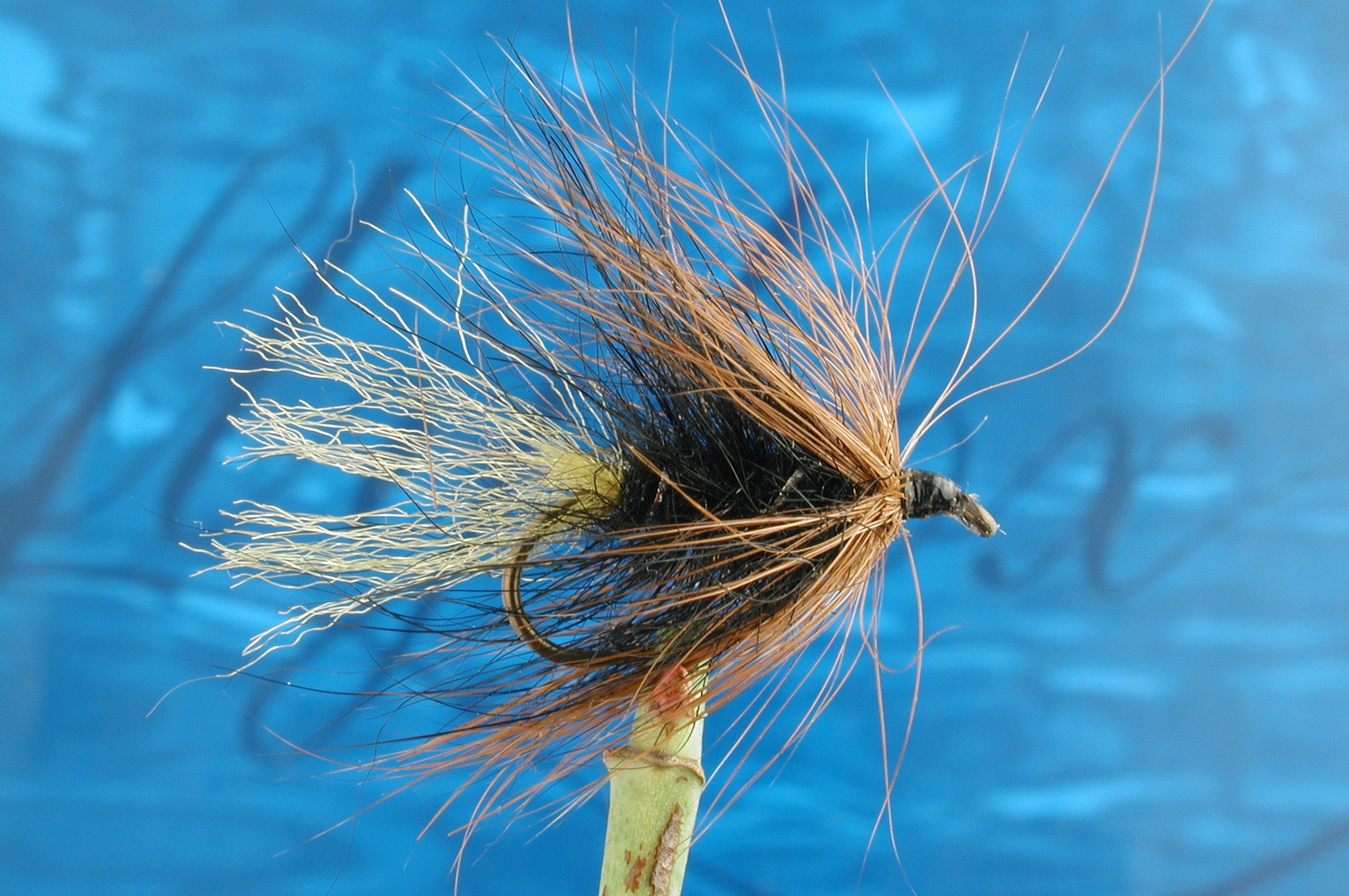 Hairy Kate McLaren