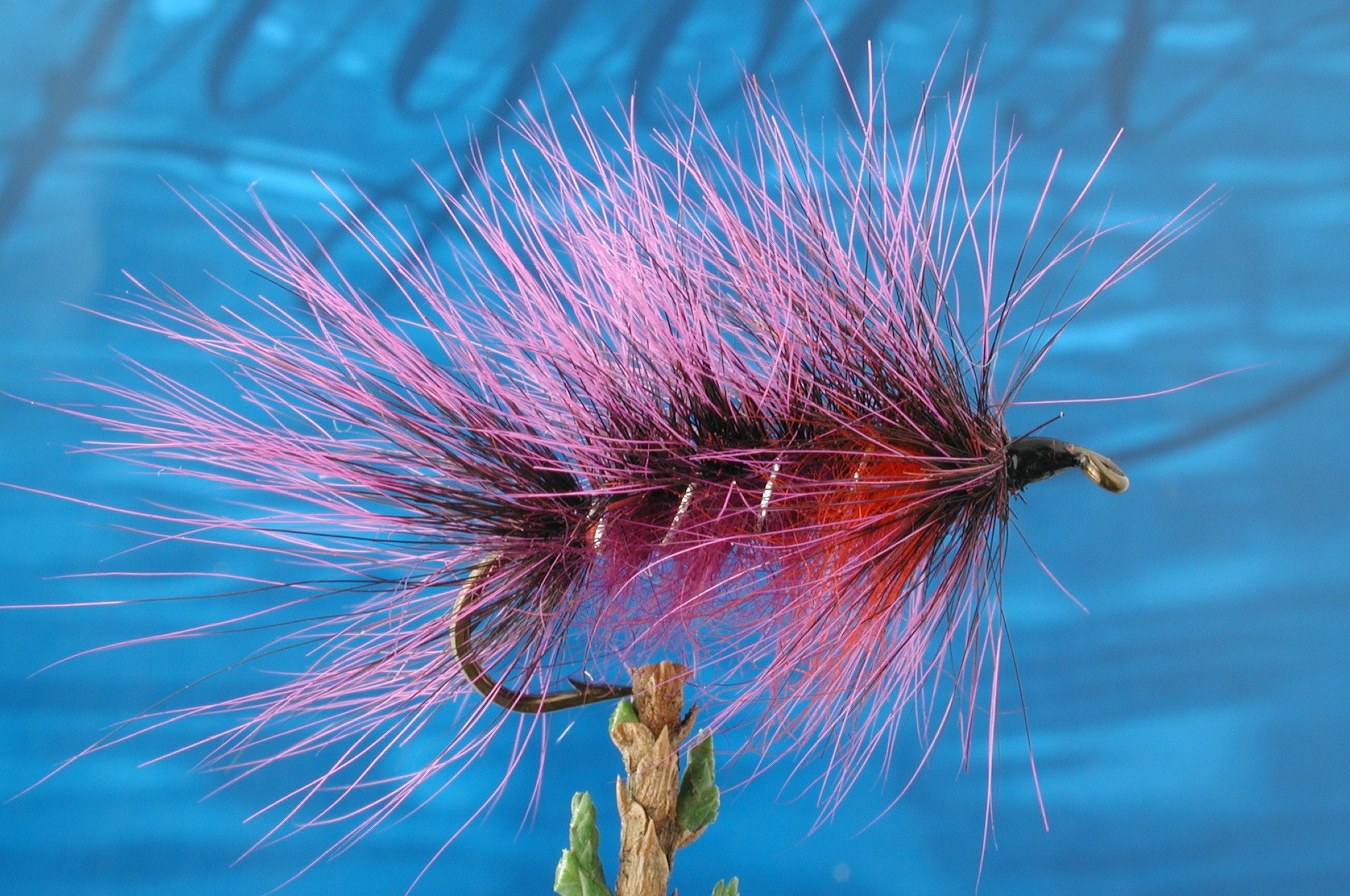 Hairy Purple Matuka