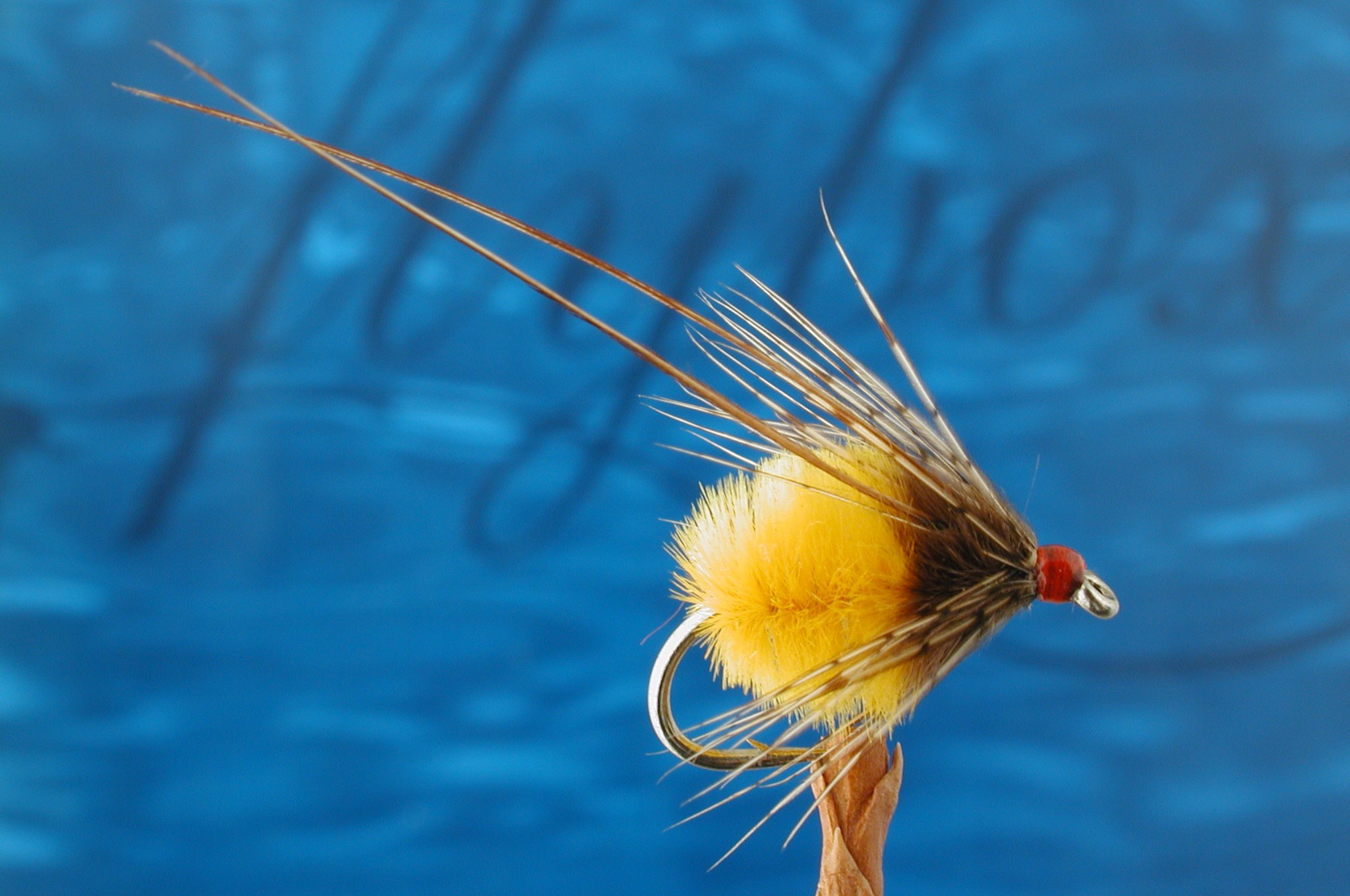 Orange Longhorn