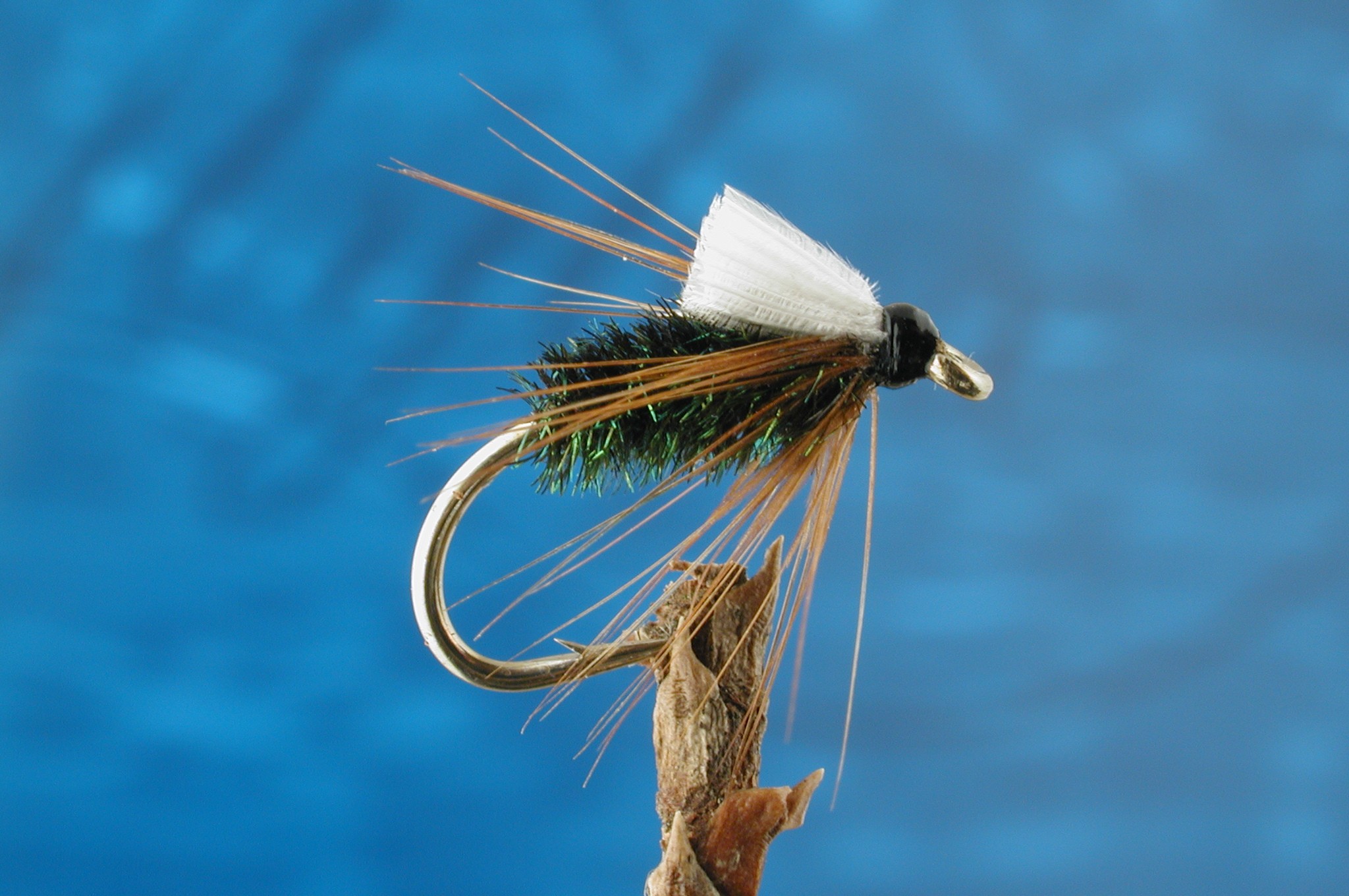 Clipped Coachman