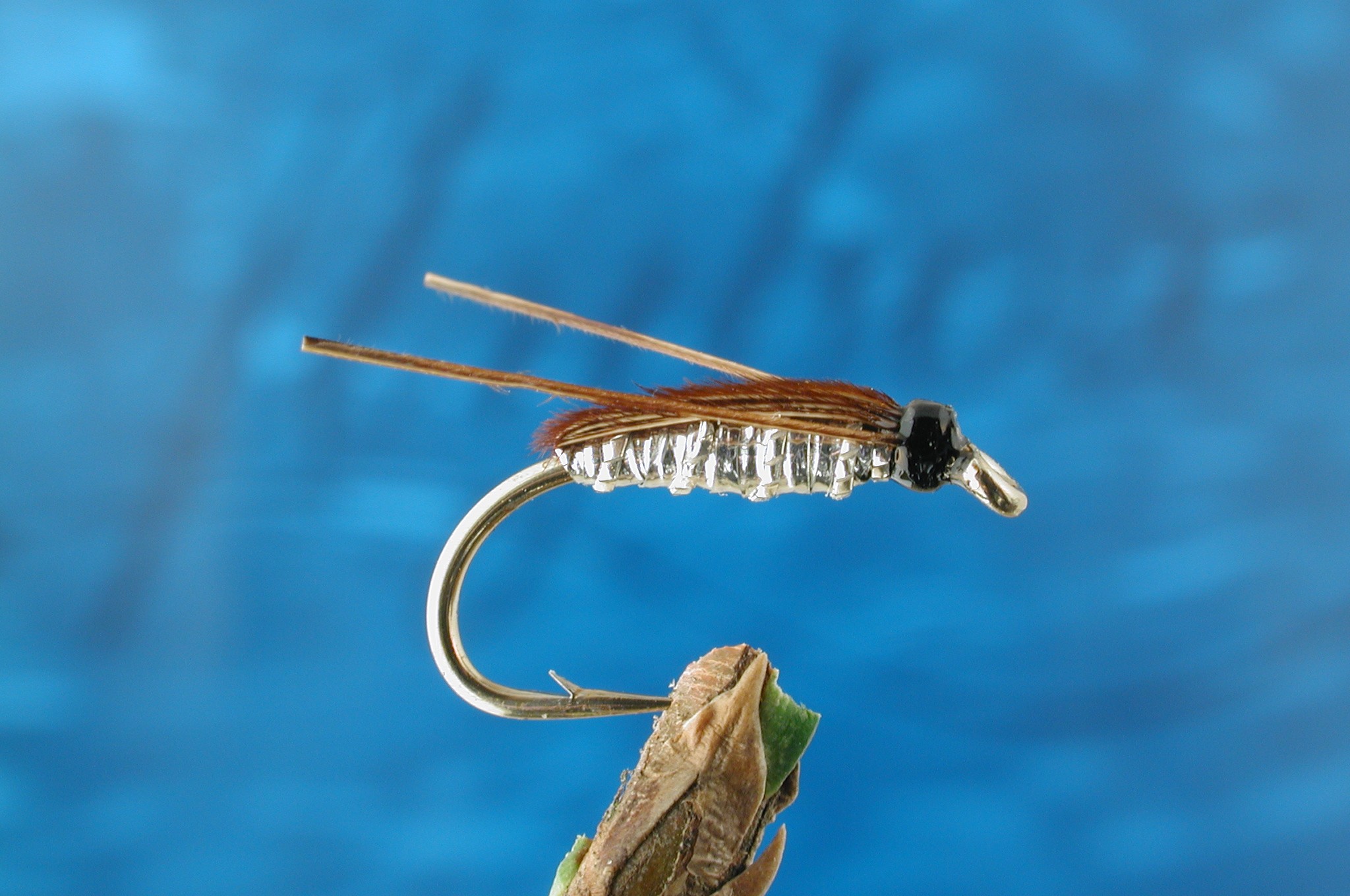 Silver Corixa