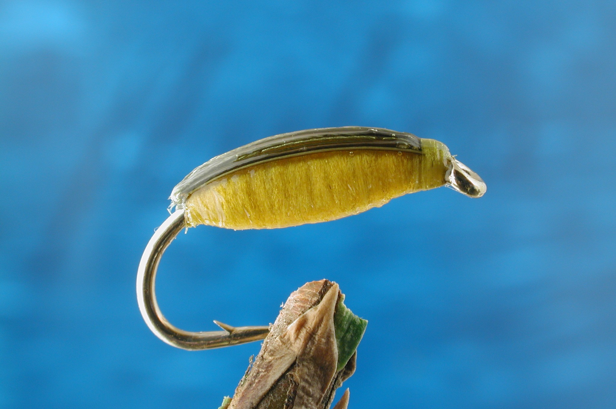 Yellow Corixa