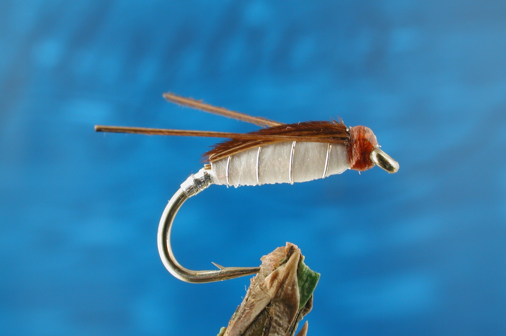 Corixa 2