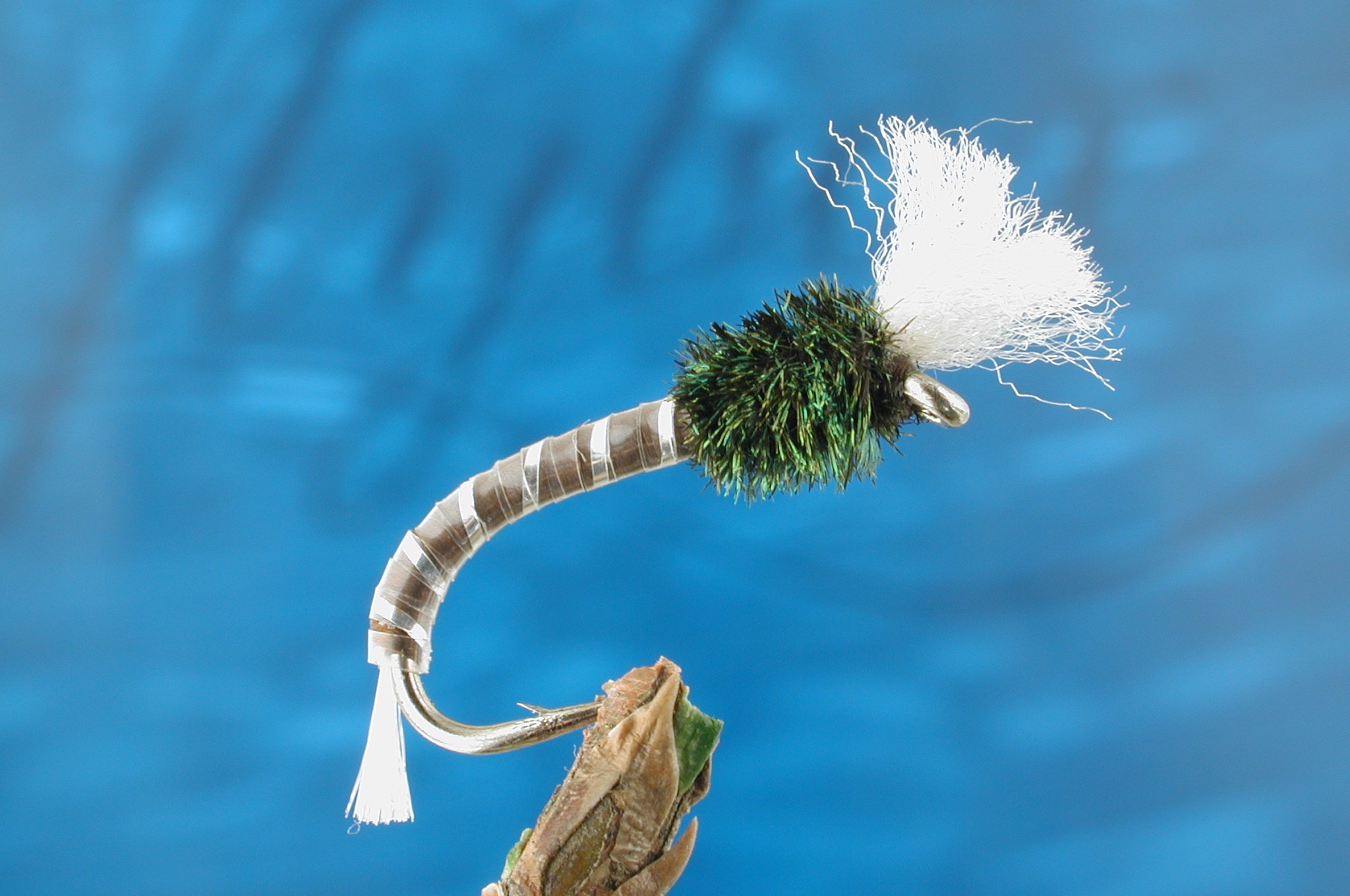 Hatching Midge Pupa
