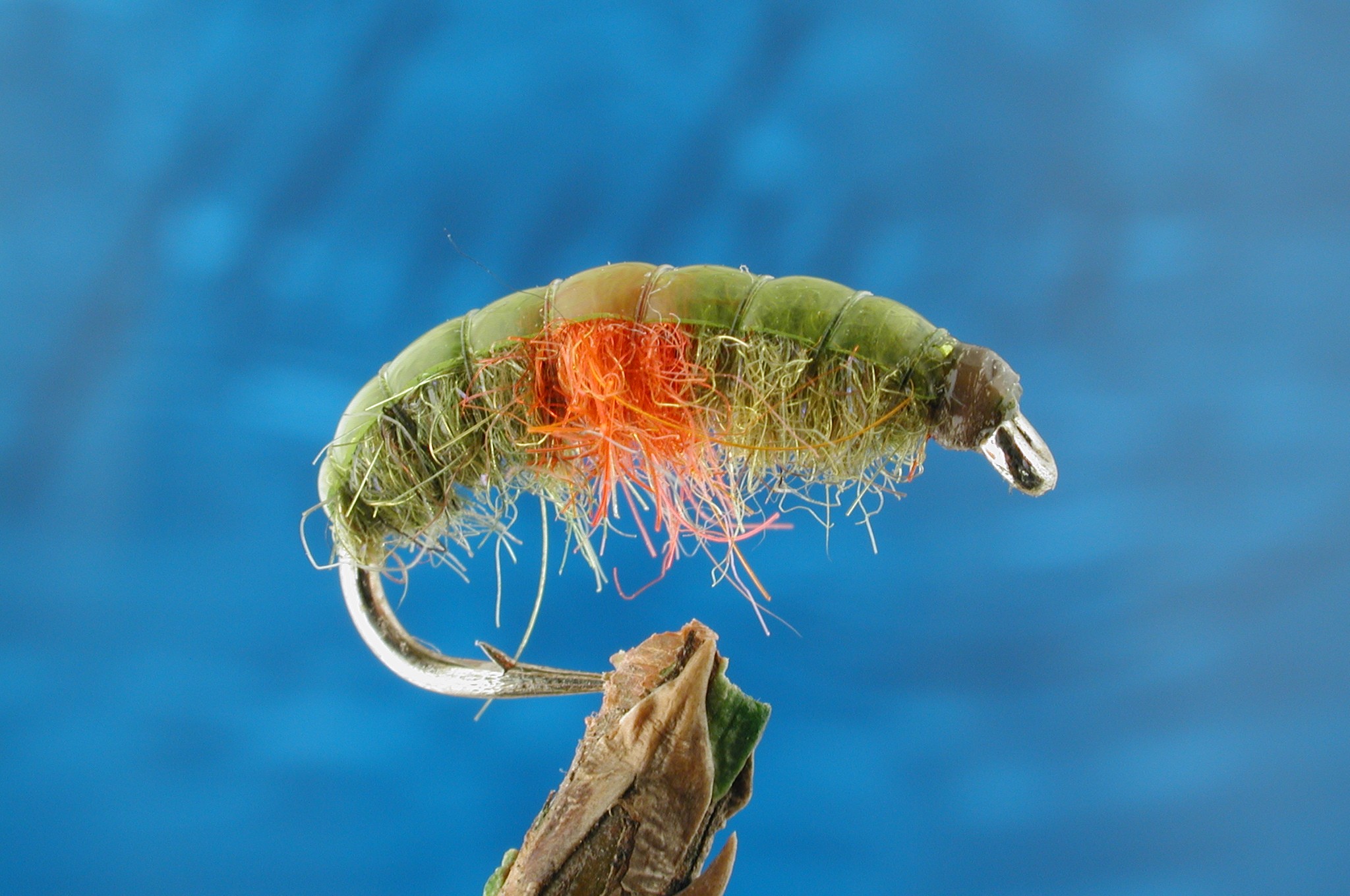 Hotspot Shrimp