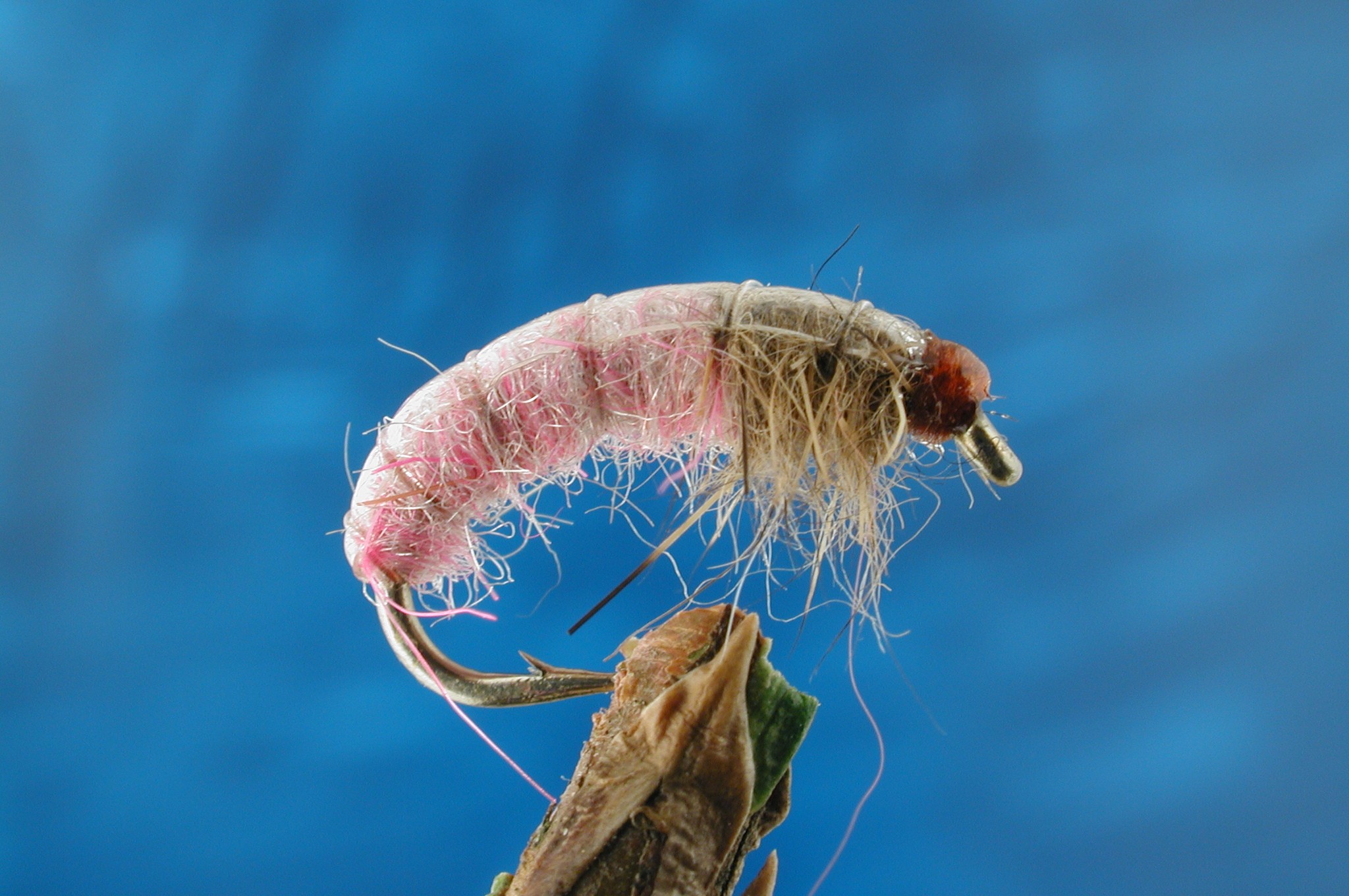 Pink Skink Variant