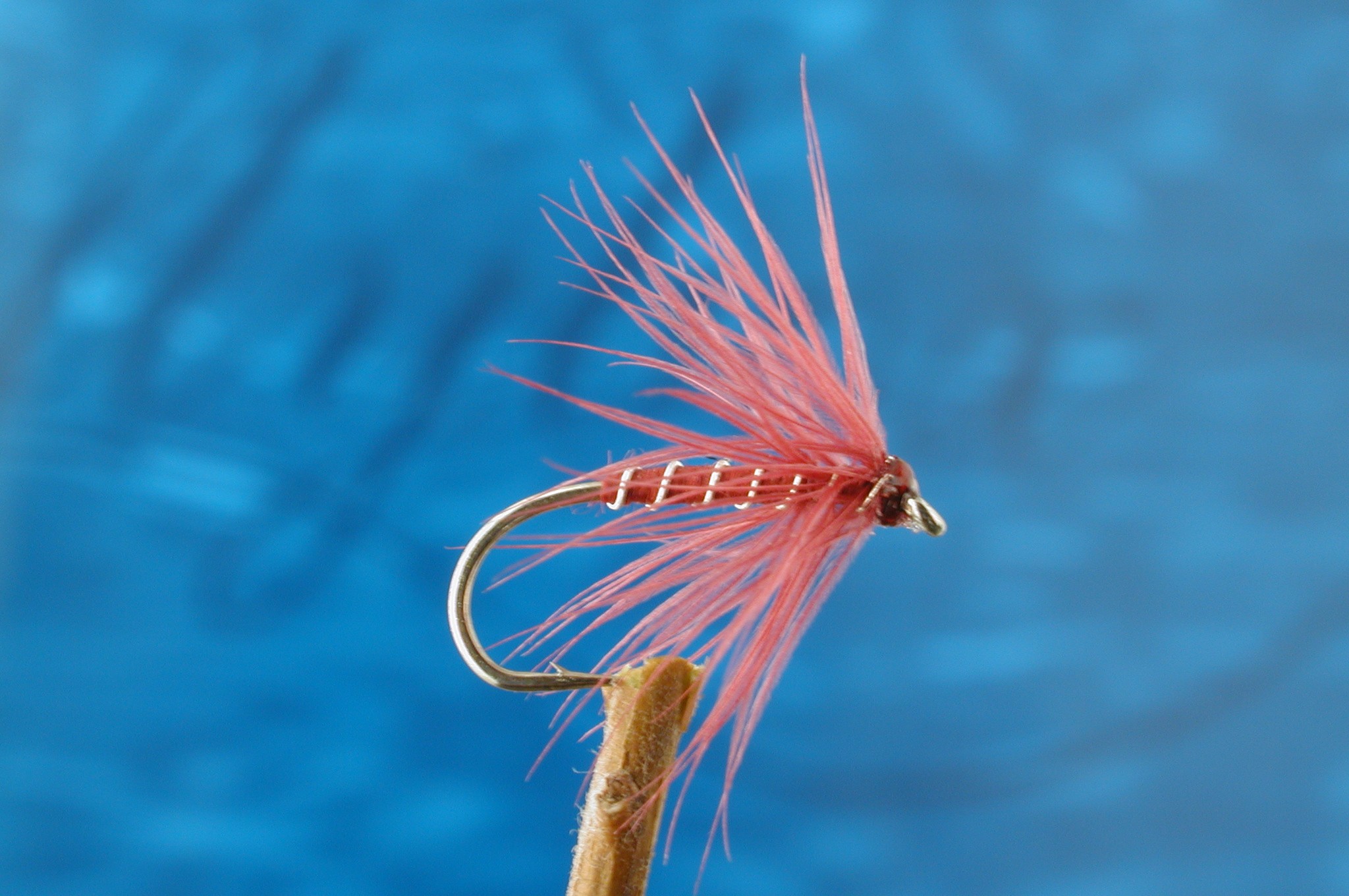 Claret Spider
