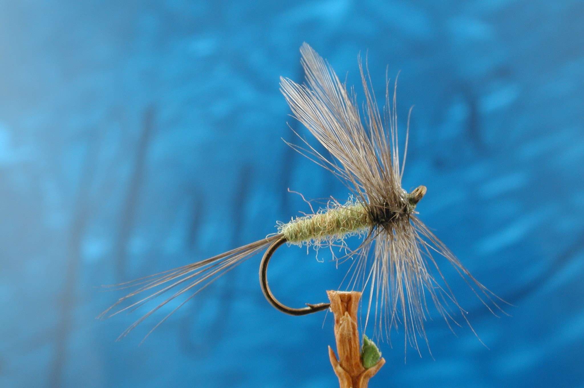Blue Winged Olive