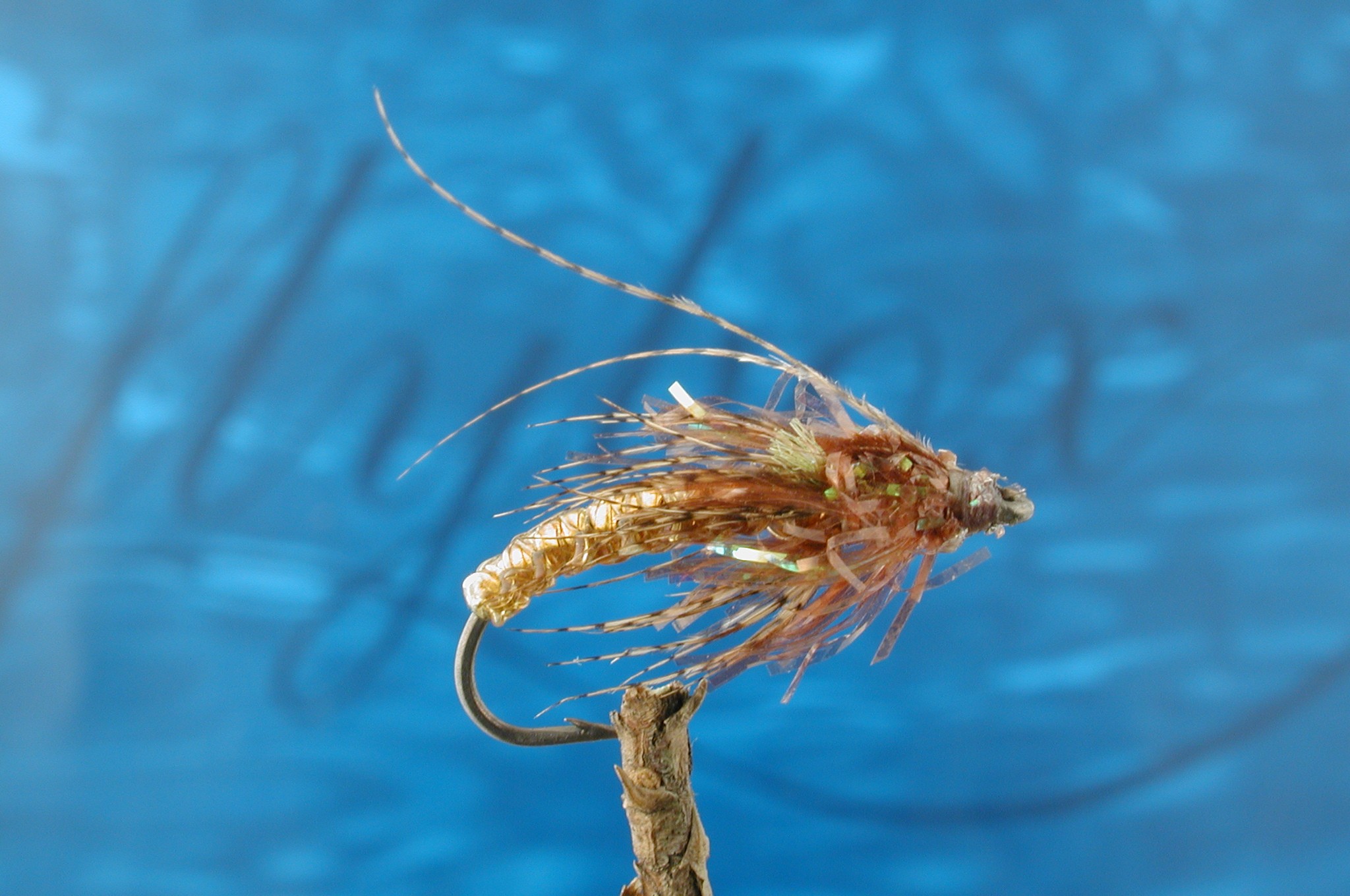 Coxon Sedge Pupa