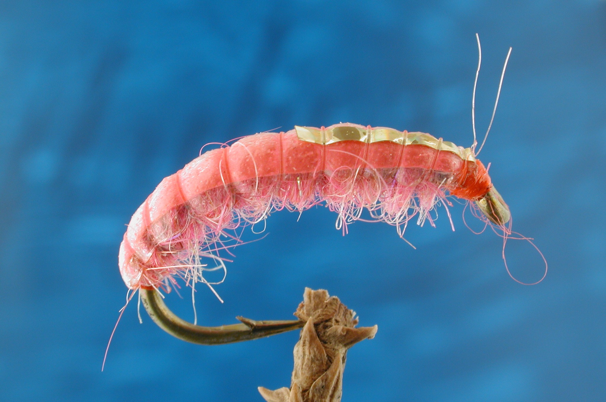 Wye Pink Bug
