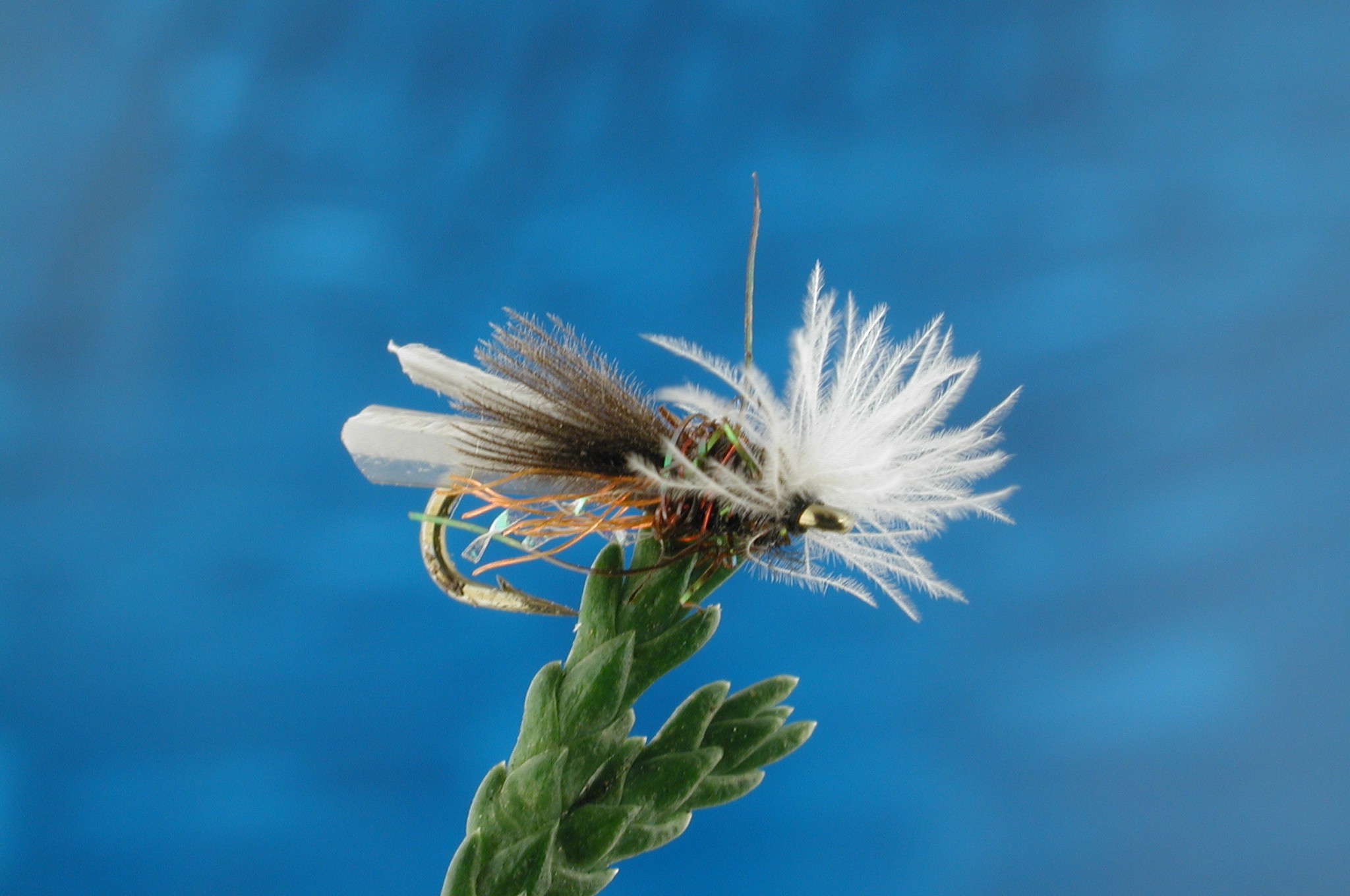 Flat Water Midge