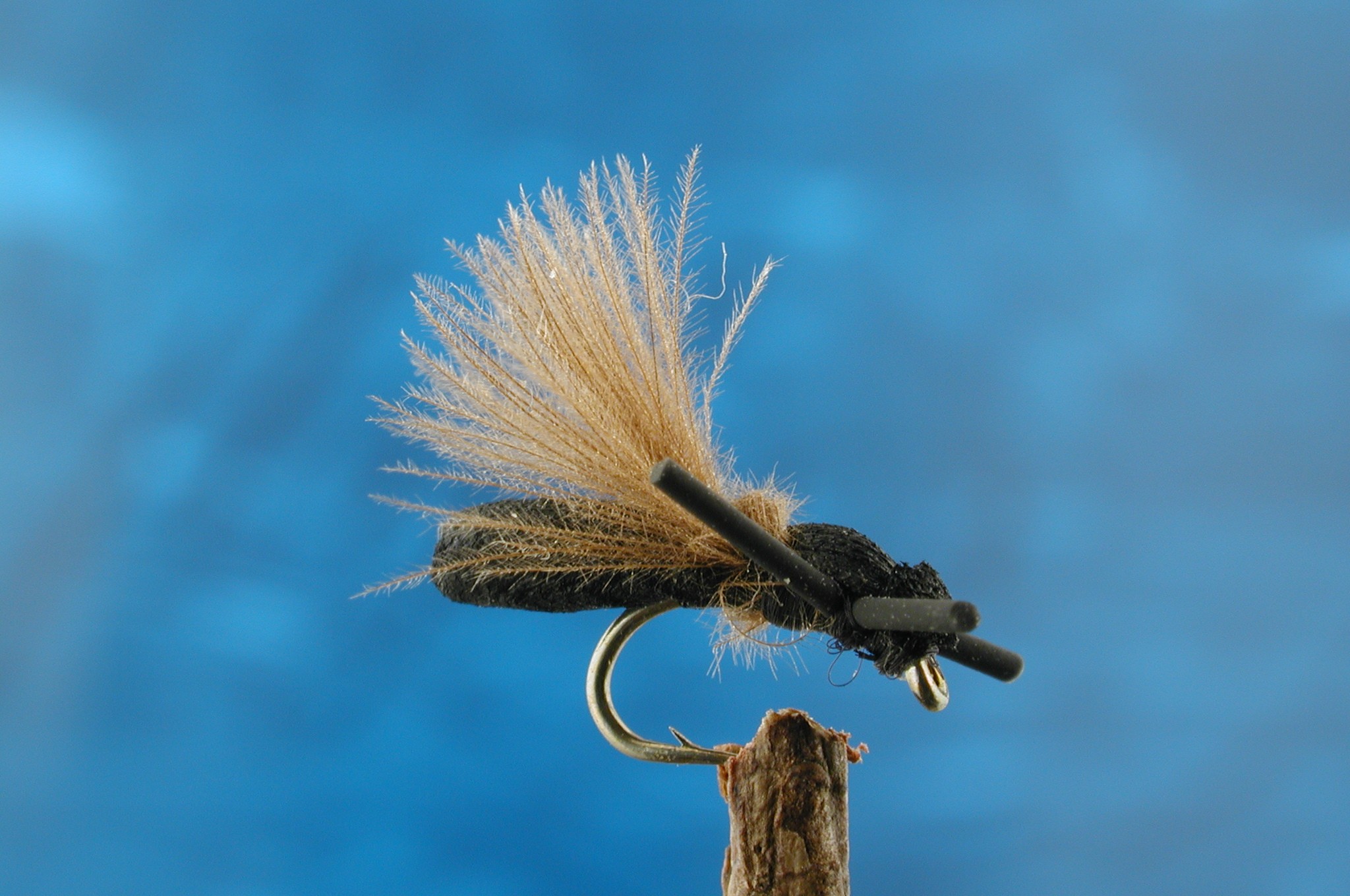 Little Black Bug
