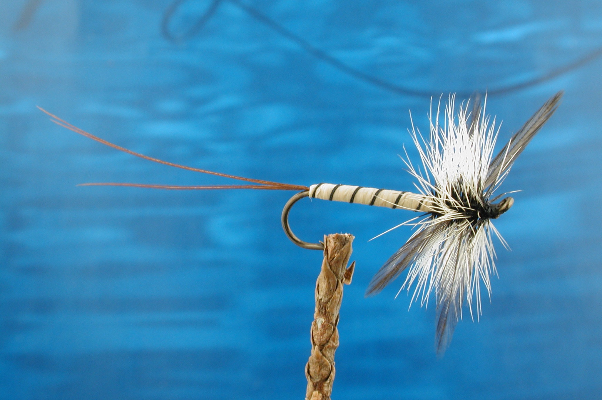 Spent Mayfly