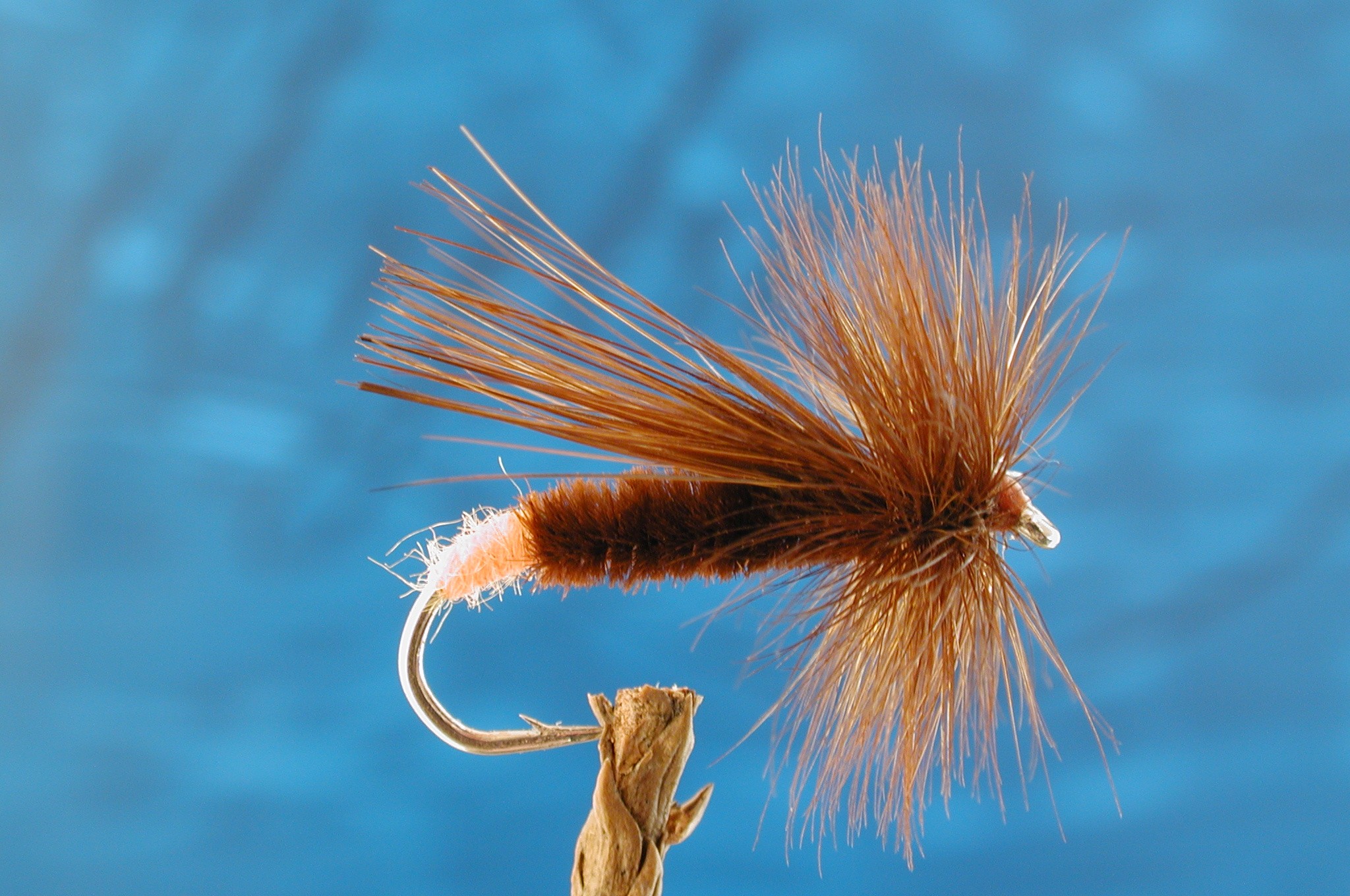 Walkers Red Sedge