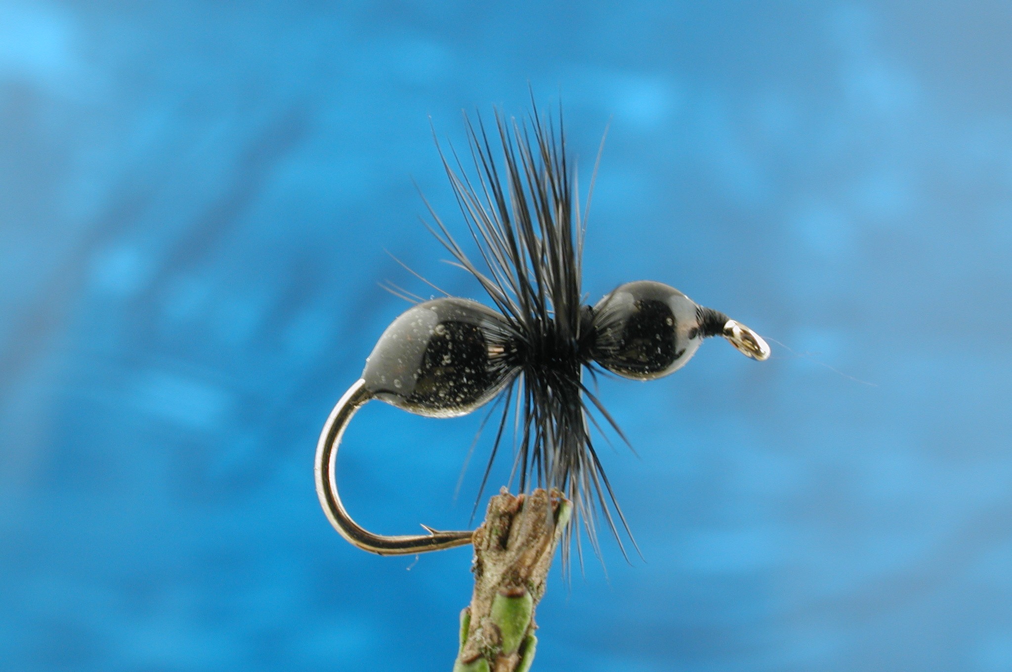 Black Transpar-Ant