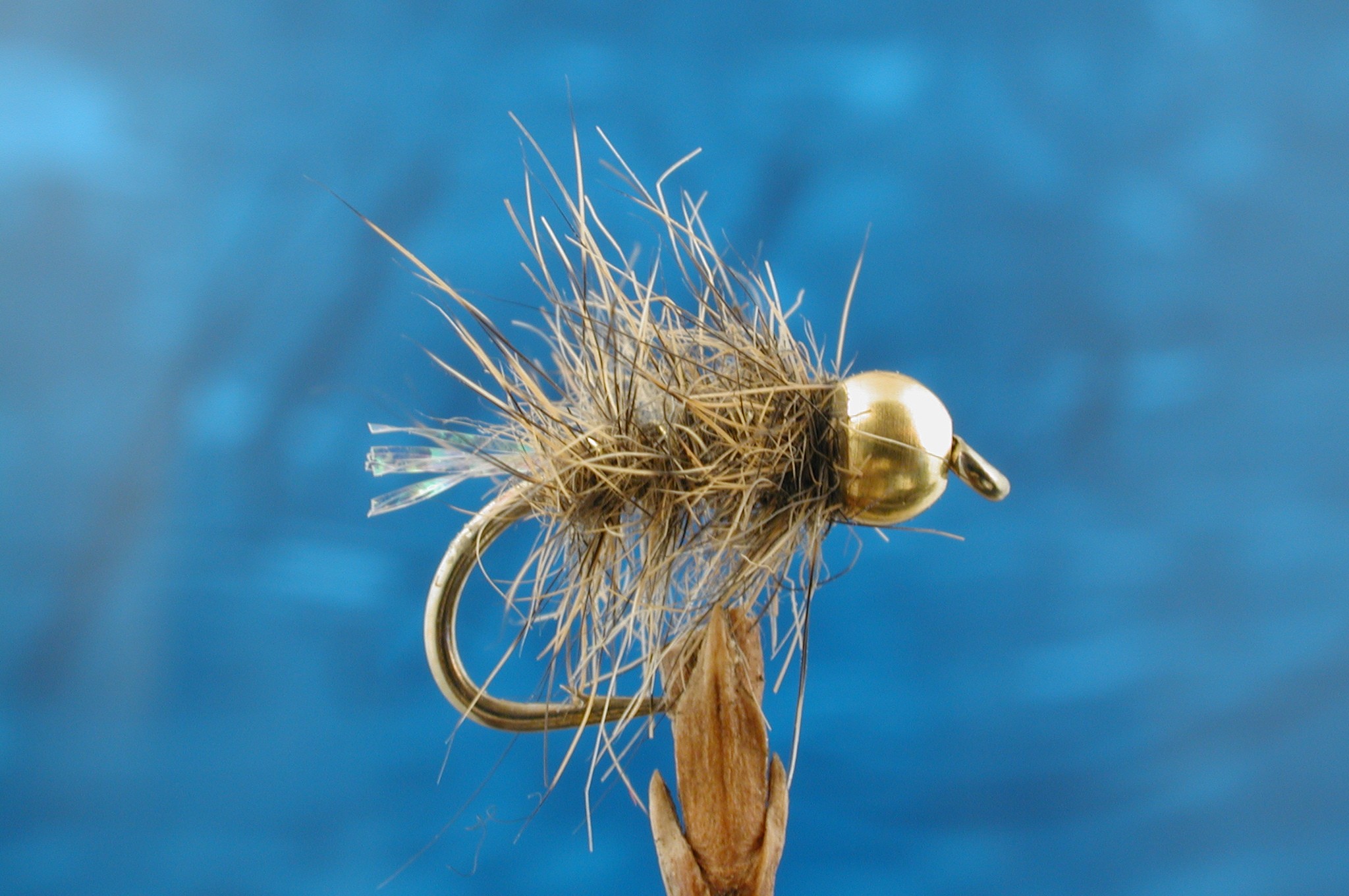 Chatsworth Bug