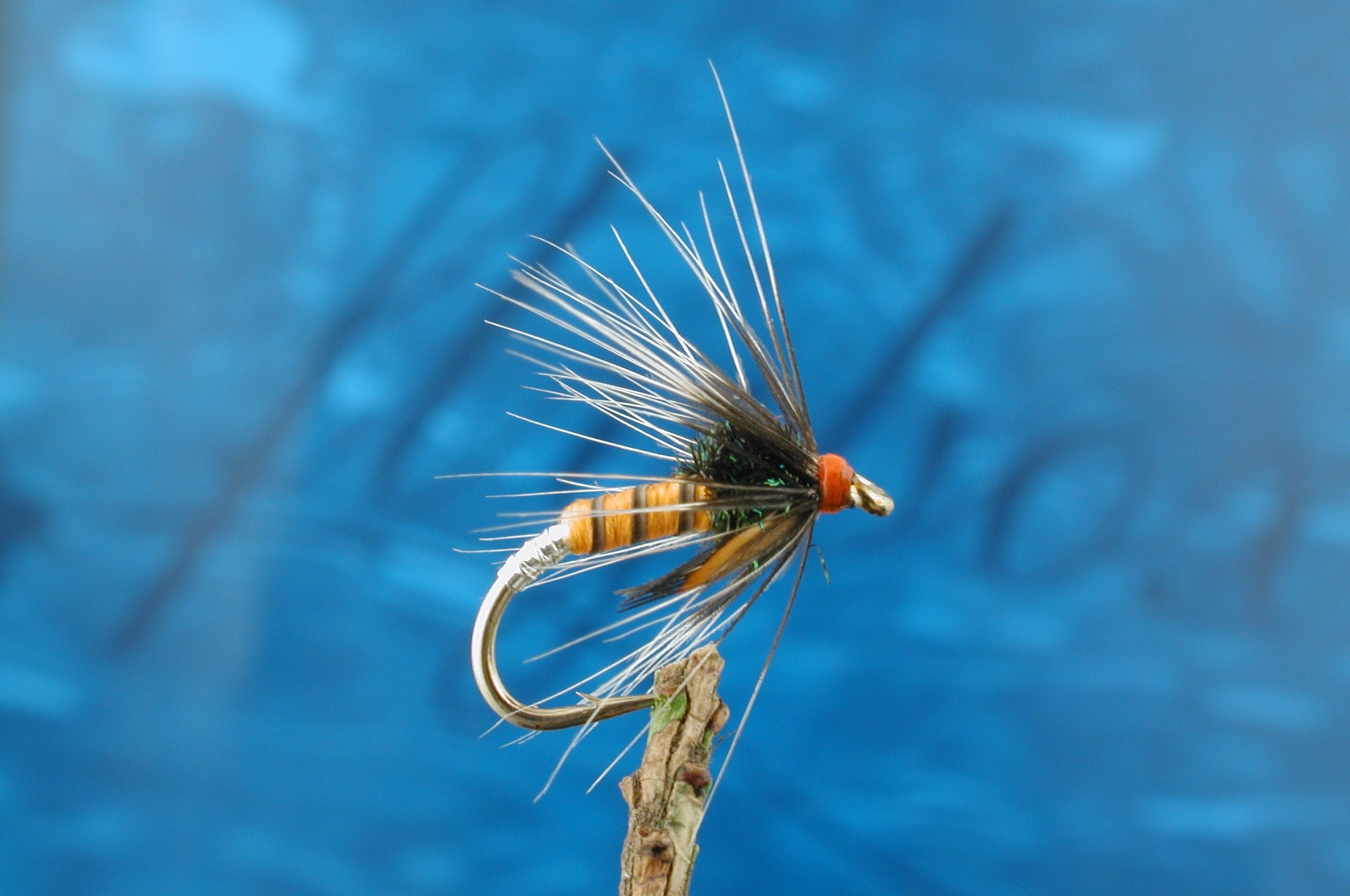 Orange Pupa